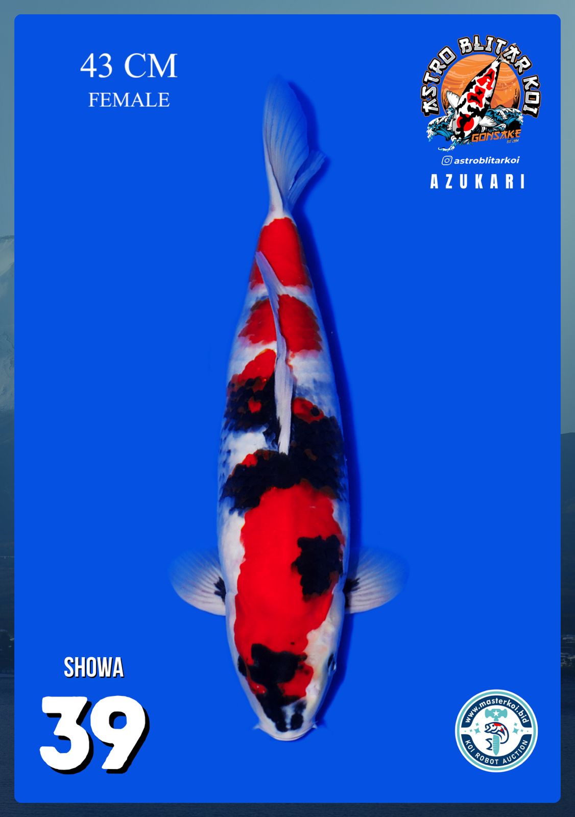 Lelang Koi Online, Jual Beli Ikan Koi, Pusat Jual Beli Koi, Info Lelang Koi Hari Ini, Platform Jual Beli Koi, Jual Beli Ikan Koi Online, Marketplace Ikan Koi, Jual Koi Terbaik, Tempat Beli Koi Berkualitas, Pasar Ikan Koi Online Terpercaya, Penjual Ikan Koi Terpercaya, Beli Koi Hias Online, Ikan Koi untuk Dijual, Koi Kualitas Terbaik, Toko Online Ikan Koi, Koi Hias Untuk Dijual, Jual Beli Ikan Koi Lokal, Koi Indonesia Online, Pusat Jual Beli Koi Terbesar