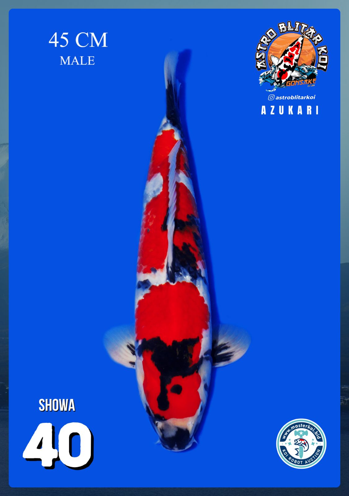 Lelang Koi Online, Jual Beli Ikan Koi, Pusat Jual Beli Koi, Info Lelang Koi Hari Ini, Platform Jual Beli Koi, Jual Beli Ikan Koi Online, Marketplace Ikan Koi, Jual Koi Terbaik, Tempat Beli Koi Berkualitas, Pasar Ikan Koi Online Terpercaya, Penjual Ikan Koi Terpercaya, Beli Koi Hias Online, Ikan Koi untuk Dijual, Koi Kualitas Terbaik, Toko Online Ikan Koi, Koi Hias Untuk Dijual, Jual Beli Ikan Koi Lokal, Koi Indonesia Online, Pusat Jual Beli Koi Terbesar