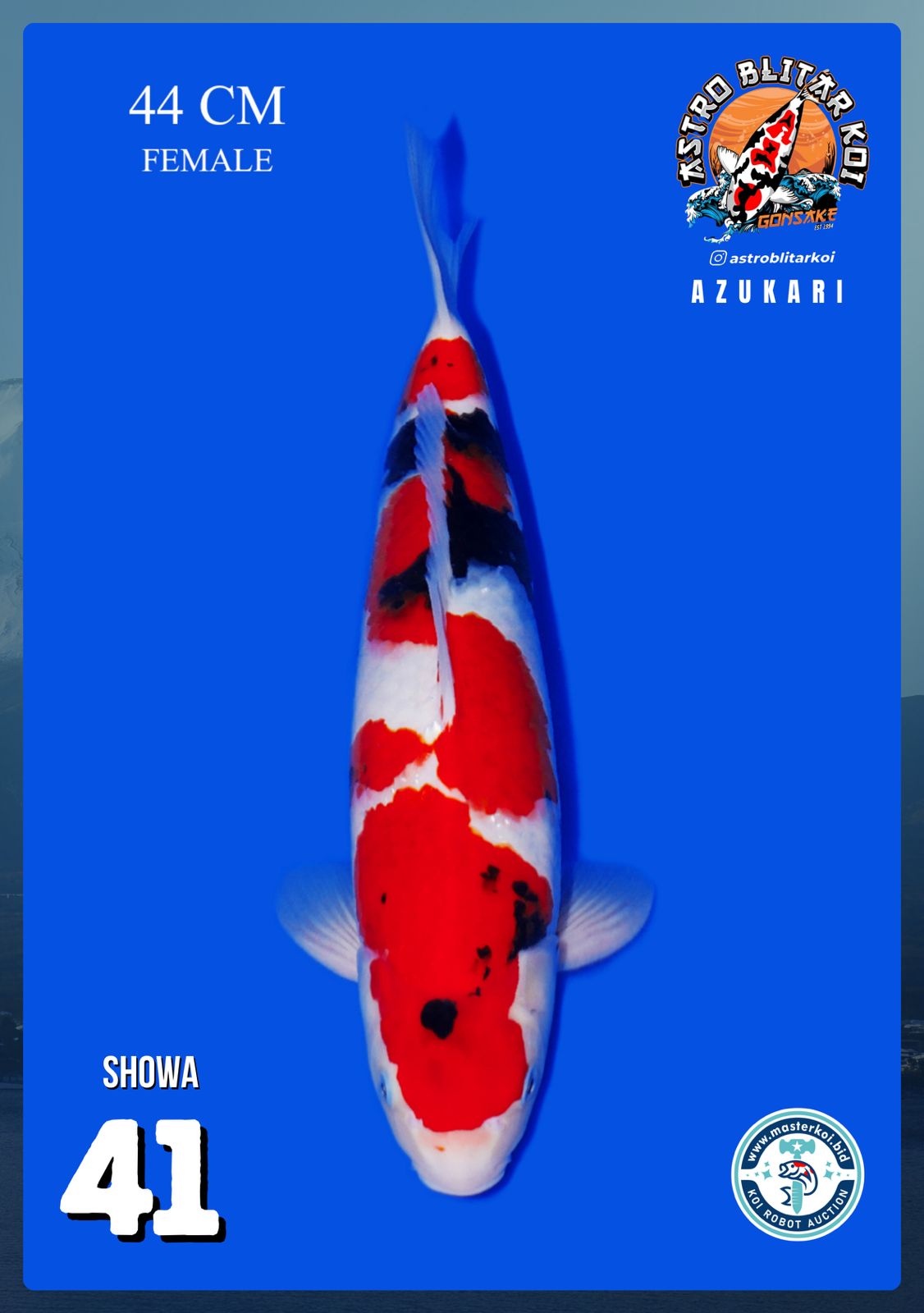 Lelang Koi Online, Jual Beli Ikan Koi, Pusat Jual Beli Koi, Info Lelang Koi Hari Ini, Platform Jual Beli Koi, Jual Beli Ikan Koi Online, Marketplace Ikan Koi, Jual Koi Terbaik, Tempat Beli Koi Berkualitas, Pasar Ikan Koi Online Terpercaya, Penjual Ikan Koi Terpercaya, Beli Koi Hias Online, Ikan Koi untuk Dijual, Koi Kualitas Terbaik, Toko Online Ikan Koi, Koi Hias Untuk Dijual, Jual Beli Ikan Koi Lokal, Koi Indonesia Online, Pusat Jual Beli Koi Terbesar
