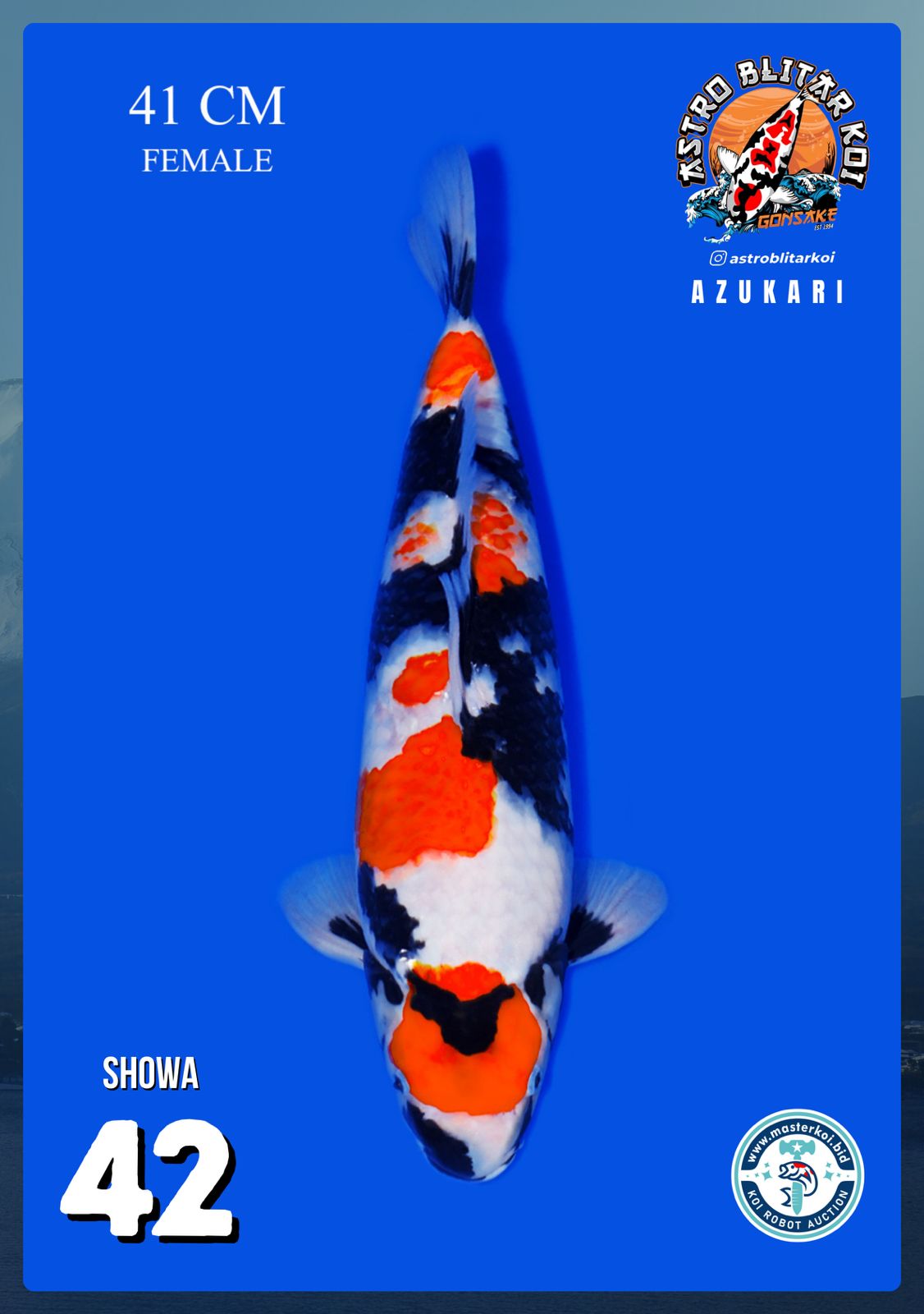 Lelang Koi Online, Jual Beli Ikan Koi, Pusat Jual Beli Koi, Info Lelang Koi Hari Ini, Platform Jual Beli Koi, Jual Beli Ikan Koi Online, Marketplace Ikan Koi, Jual Koi Terbaik, Tempat Beli Koi Berkualitas, Pasar Ikan Koi Online Terpercaya, Penjual Ikan Koi Terpercaya, Beli Koi Hias Online, Ikan Koi untuk Dijual, Koi Kualitas Terbaik, Toko Online Ikan Koi, Koi Hias Untuk Dijual, Jual Beli Ikan Koi Lokal, Koi Indonesia Online, Pusat Jual Beli Koi Terbesar