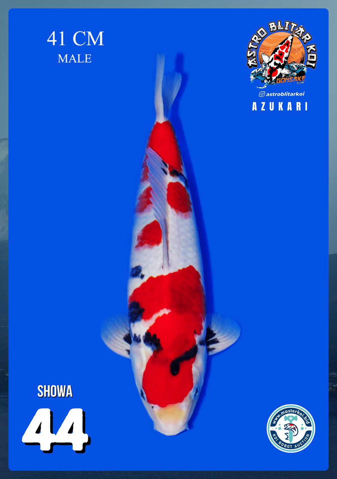 Lelang Koi Online, Jual Beli Ikan Koi, Pusat Jual Beli Koi, Info Lelang Koi Hari Ini, Platform Jual Beli Koi, Jual Beli Ikan Koi Online, Marketplace Ikan Koi, Jual Koi Terbaik, Tempat Beli Koi Berkualitas, Pasar Ikan Koi Online Terpercaya, Penjual Ikan Koi Terpercaya, Beli Koi Hias Online, Ikan Koi untuk Dijual, Koi Kualitas Terbaik, Toko Online Ikan Koi, Koi Hias Untuk Dijual, Jual Beli Ikan Koi Lokal, Koi Indonesia Online, Pusat Jual Beli Koi Terbesar