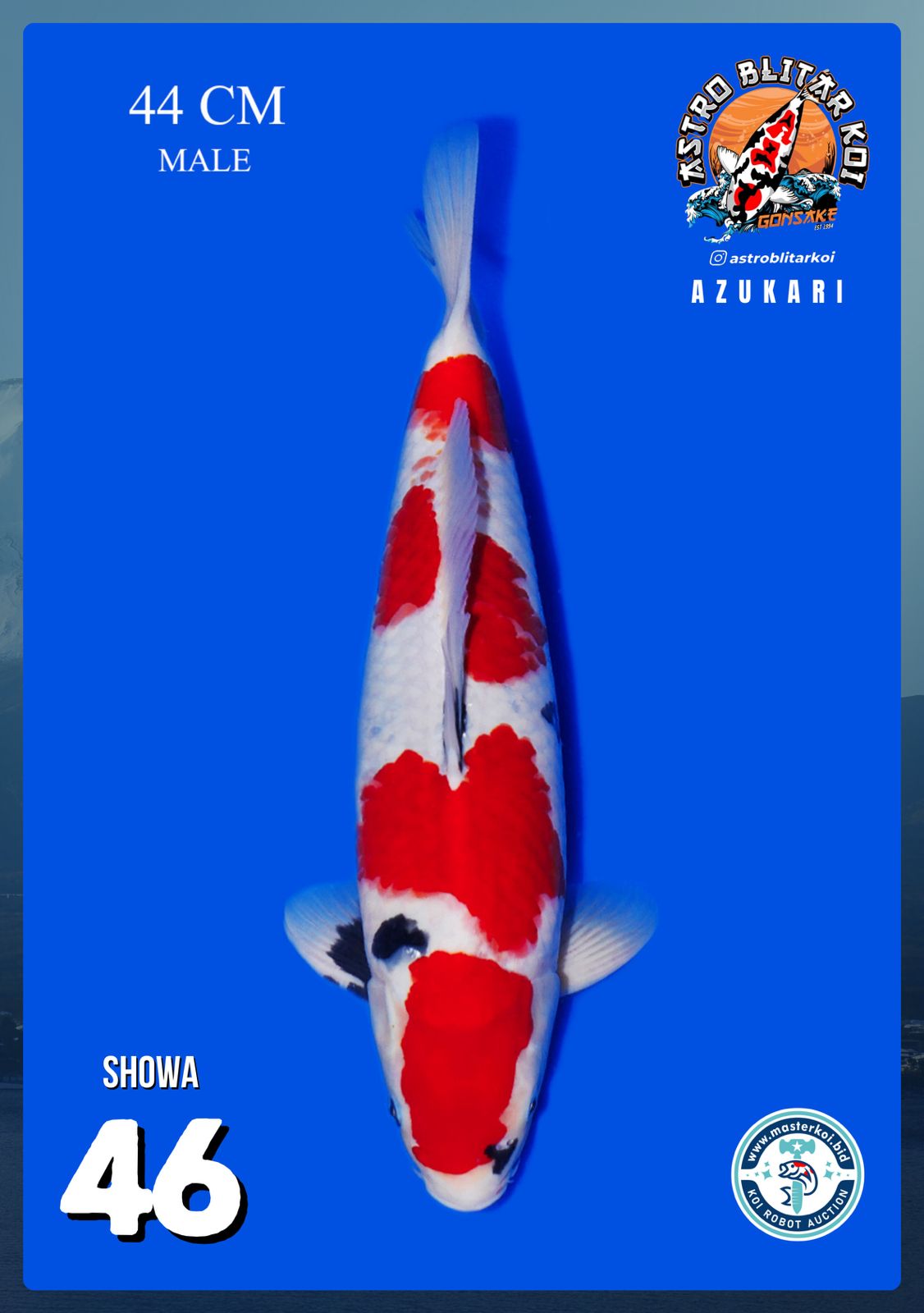 Lelang Koi Online, Jual Beli Ikan Koi, Pusat Jual Beli Koi, Info Lelang Koi Hari Ini, Platform Jual Beli Koi, Jual Beli Ikan Koi Online, Marketplace Ikan Koi, Jual Koi Terbaik, Tempat Beli Koi Berkualitas, Pasar Ikan Koi Online Terpercaya, Penjual Ikan Koi Terpercaya, Beli Koi Hias Online, Ikan Koi untuk Dijual, Koi Kualitas Terbaik, Toko Online Ikan Koi, Koi Hias Untuk Dijual, Jual Beli Ikan Koi Lokal, Koi Indonesia Online, Pusat Jual Beli Koi Terbesar