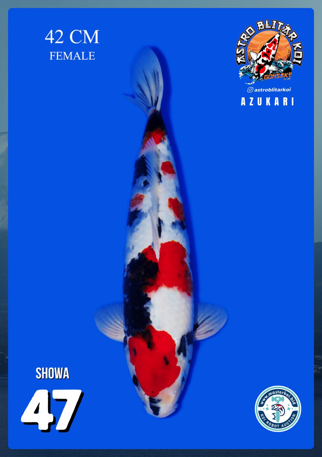 Lelang Koi Online, Jual Beli Ikan Koi, Pusat Jual Beli Koi, Info Lelang Koi Hari Ini, Platform Jual Beli Koi, Jual Beli Ikan Koi Online, Marketplace Ikan Koi, Jual Koi Terbaik, Tempat Beli Koi Berkualitas, Pasar Ikan Koi Online Terpercaya, Penjual Ikan Koi Terpercaya, Beli Koi Hias Online, Ikan Koi untuk Dijual, Koi Kualitas Terbaik, Toko Online Ikan Koi, Koi Hias Untuk Dijual, Jual Beli Ikan Koi Lokal, Koi Indonesia Online, Pusat Jual Beli Koi Terbesar