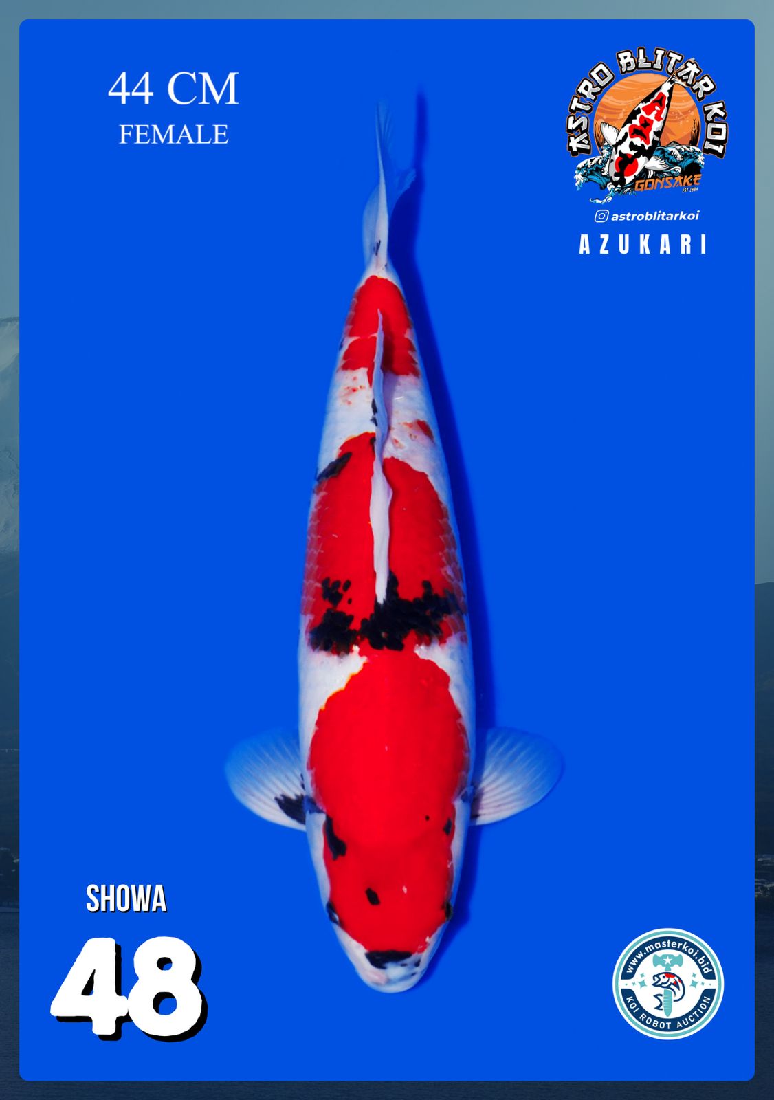 Lelang Koi Online, Jual Beli Ikan Koi, Pusat Jual Beli Koi, Info Lelang Koi Hari Ini, Platform Jual Beli Koi, Jual Beli Ikan Koi Online, Marketplace Ikan Koi, Jual Koi Terbaik, Tempat Beli Koi Berkualitas, Pasar Ikan Koi Online Terpercaya, Penjual Ikan Koi Terpercaya, Beli Koi Hias Online, Ikan Koi untuk Dijual, Koi Kualitas Terbaik, Toko Online Ikan Koi, Koi Hias Untuk Dijual, Jual Beli Ikan Koi Lokal, Koi Indonesia Online, Pusat Jual Beli Koi Terbesar