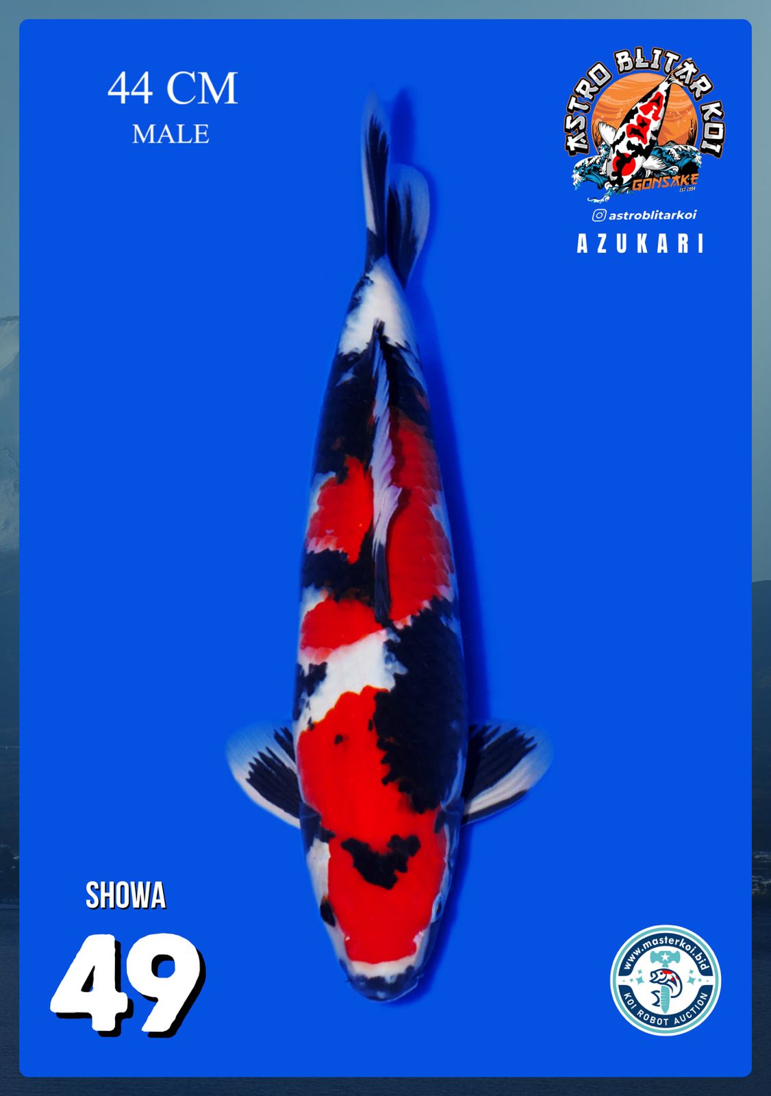 Lelang Koi Online, Jual Beli Ikan Koi, Pusat Jual Beli Koi, Info Lelang Koi Hari Ini, Platform Jual Beli Koi, Jual Beli Ikan Koi Online, Marketplace Ikan Koi, Jual Koi Terbaik, Tempat Beli Koi Berkualitas, Pasar Ikan Koi Online Terpercaya, Penjual Ikan Koi Terpercaya, Beli Koi Hias Online, Ikan Koi untuk Dijual, Koi Kualitas Terbaik, Toko Online Ikan Koi, Koi Hias Untuk Dijual, Jual Beli Ikan Koi Lokal, Koi Indonesia Online, Pusat Jual Beli Koi Terbesar