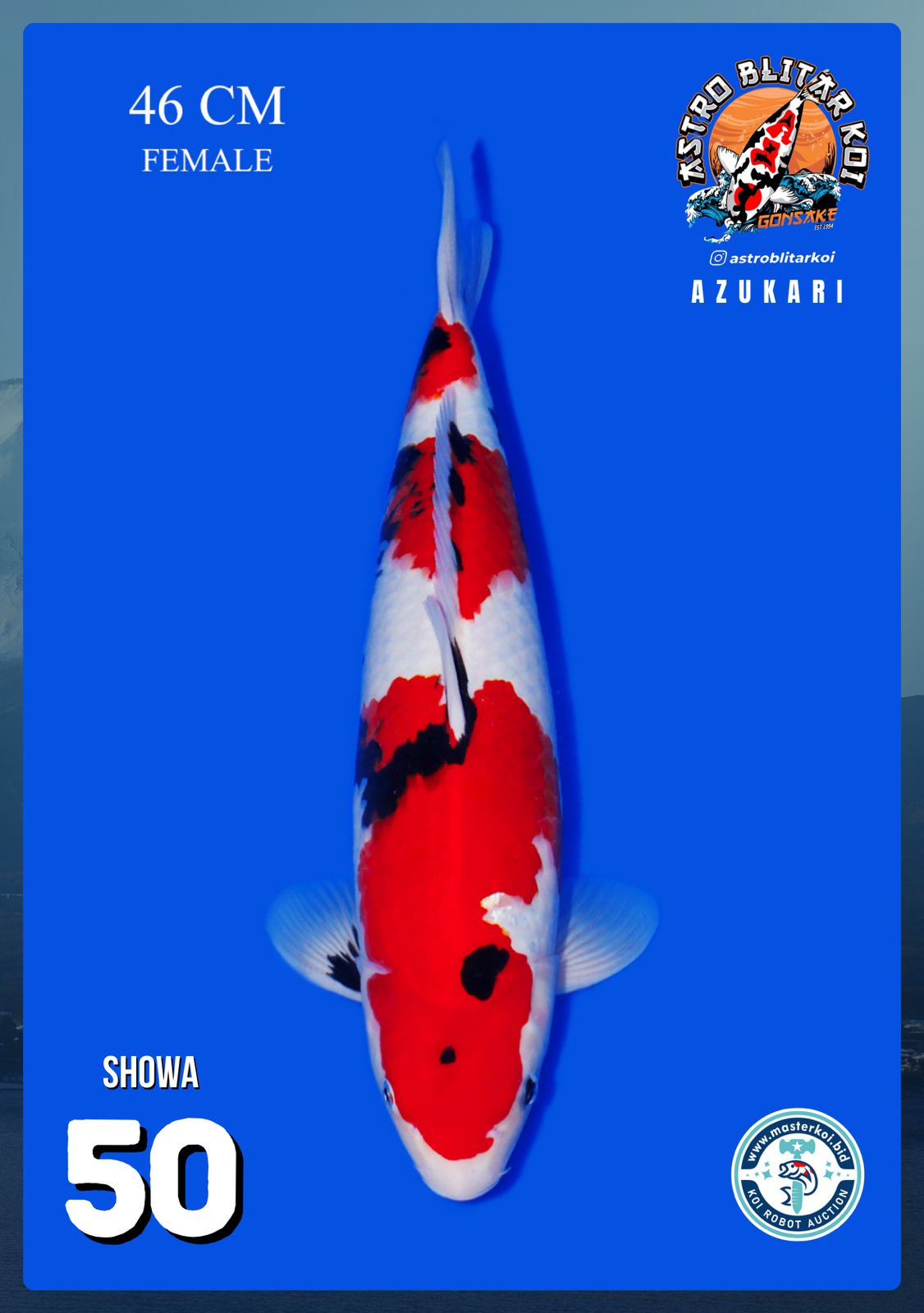 Lelang Koi Online, Jual Beli Ikan Koi, Pusat Jual Beli Koi, Info Lelang Koi Hari Ini, Platform Jual Beli Koi, Jual Beli Ikan Koi Online, Marketplace Ikan Koi, Jual Koi Terbaik, Tempat Beli Koi Berkualitas, Pasar Ikan Koi Online Terpercaya, Penjual Ikan Koi Terpercaya, Beli Koi Hias Online, Ikan Koi untuk Dijual, Koi Kualitas Terbaik, Toko Online Ikan Koi, Koi Hias Untuk Dijual, Jual Beli Ikan Koi Lokal, Koi Indonesia Online, Pusat Jual Beli Koi Terbesar