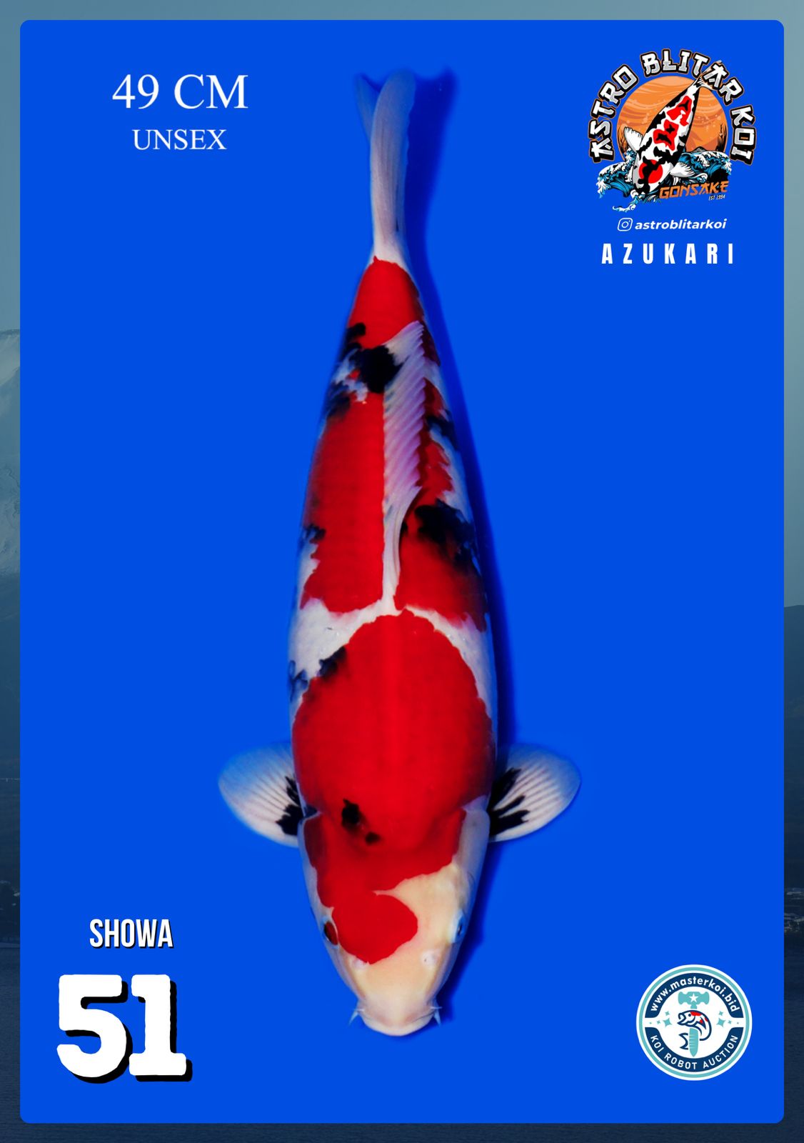 Lelang Koi Online, Jual Beli Ikan Koi, Pusat Jual Beli Koi, Info Lelang Koi Hari Ini, Platform Jual Beli Koi, Jual Beli Ikan Koi Online, Marketplace Ikan Koi, Jual Koi Terbaik, Tempat Beli Koi Berkualitas, Pasar Ikan Koi Online Terpercaya, Penjual Ikan Koi Terpercaya, Beli Koi Hias Online, Ikan Koi untuk Dijual, Koi Kualitas Terbaik, Toko Online Ikan Koi, Koi Hias Untuk Dijual, Jual Beli Ikan Koi Lokal, Koi Indonesia Online, Pusat Jual Beli Koi Terbesar