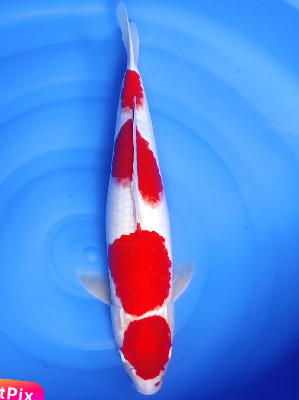 Lelang Koi Online, Jual Beli Ikan Koi, Pusat Jual Beli Koi, Info Lelang Koi Hari Ini, Platform Jual Beli Koi, Jual Beli Ikan Koi Online, Marketplace Ikan Koi, Jual Koi Terbaik, Tempat Beli Koi Berkualitas, Pasar Ikan Koi Online Terpercaya, Penjual Ikan Koi Terpercaya, Beli Koi Hias Online, Ikan Koi untuk Dijual, Koi Kualitas Terbaik, Toko Online Ikan Koi, Koi Hias Untuk Dijual, Jual Beli Ikan Koi Lokal, Koi Indonesia Online, Pusat Jual Beli Koi Terbesar