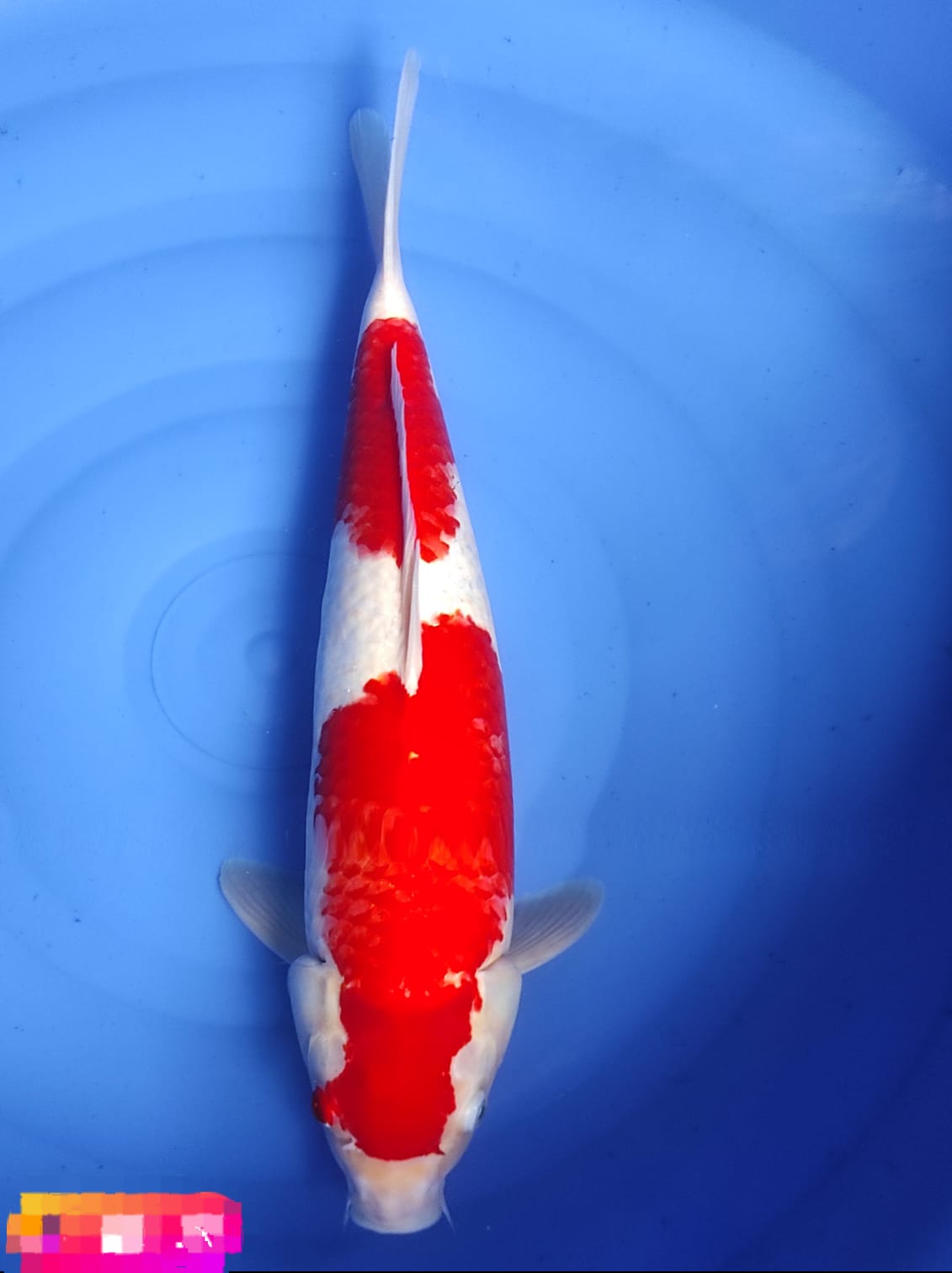 Lelang Koi Online, Jual Beli Ikan Koi, Pusat Jual Beli Koi, Info Lelang Koi Hari Ini, Platform Jual Beli Koi, Jual Beli Ikan Koi Online, Marketplace Ikan Koi, Jual Koi Terbaik, Tempat Beli Koi Berkualitas, Pasar Ikan Koi Online Terpercaya, Penjual Ikan Koi Terpercaya, Beli Koi Hias Online, Ikan Koi untuk Dijual, Koi Kualitas Terbaik, Toko Online Ikan Koi, Koi Hias Untuk Dijual, Jual Beli Ikan Koi Lokal, Koi Indonesia Online, Pusat Jual Beli Koi Terbesar