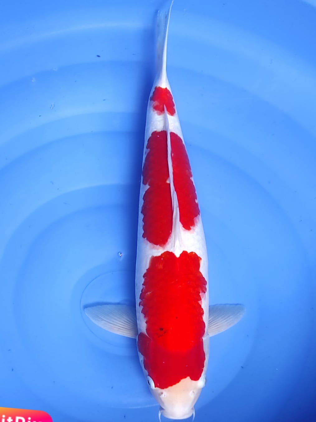 Lelang Koi Online, Jual Beli Ikan Koi, Pusat Jual Beli Koi, Info Lelang Koi Hari Ini, Platform Jual Beli Koi, Jual Beli Ikan Koi Online, Marketplace Ikan Koi, Jual Koi Terbaik, Tempat Beli Koi Berkualitas, Pasar Ikan Koi Online Terpercaya, Penjual Ikan Koi Terpercaya, Beli Koi Hias Online, Ikan Koi untuk Dijual, Koi Kualitas Terbaik, Toko Online Ikan Koi, Koi Hias Untuk Dijual, Jual Beli Ikan Koi Lokal, Koi Indonesia Online, Pusat Jual Beli Koi Terbesar