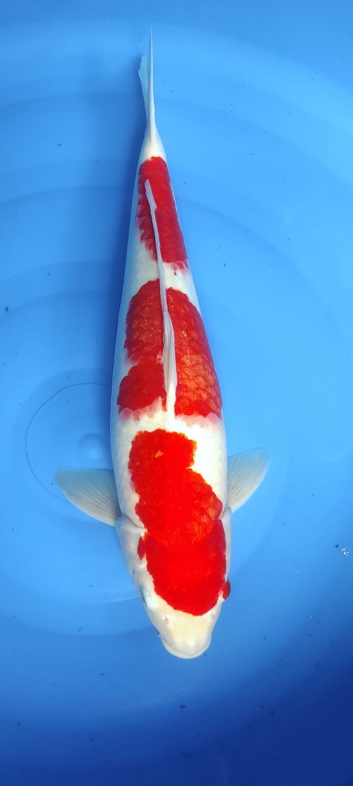 Lelang Koi Online, Jual Beli Ikan Koi, Pusat Jual Beli Koi, Info Lelang Koi Hari Ini, Platform Jual Beli Koi, Jual Beli Ikan Koi Online, Marketplace Ikan Koi, Jual Koi Terbaik, Tempat Beli Koi Berkualitas, Pasar Ikan Koi Online Terpercaya, Penjual Ikan Koi Terpercaya, Beli Koi Hias Online, Ikan Koi untuk Dijual, Koi Kualitas Terbaik, Toko Online Ikan Koi, Koi Hias Untuk Dijual, Jual Beli Ikan Koi Lokal, Koi Indonesia Online, Pusat Jual Beli Koi Terbesar