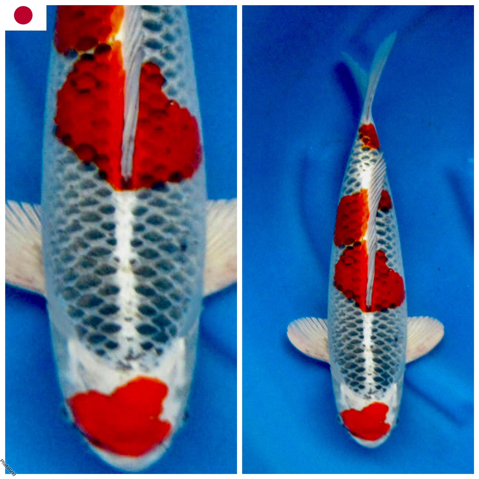 Lelang Koi Online, Jual Beli Ikan Koi, Pusat Jual Beli Koi, Info Lelang Koi Hari Ini, Platform Jual Beli Koi, Jual Beli Ikan Koi Online, Marketplace Ikan Koi, Jual Koi Terbaik, Tempat Beli Koi Berkualitas, Pasar Ikan Koi Online Terpercaya, Penjual Ikan Koi Terpercaya, Beli Koi Hias Online, Ikan Koi untuk Dijual, Koi Kualitas Terbaik, Toko Online Ikan Koi, Koi Hias Untuk Dijual, Jual Beli Ikan Koi Lokal, Koi Indonesia Online, Pusat Jual Beli Koi Terbesar