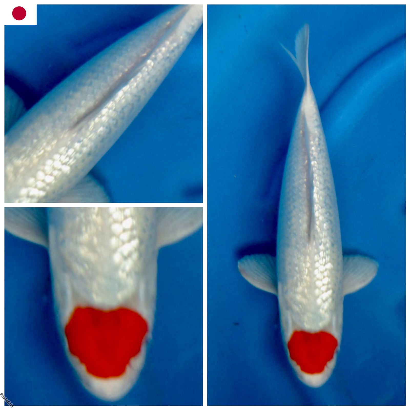 Lelang Koi Online, Jual Beli Ikan Koi, Pusat Jual Beli Koi, Info Lelang Koi Hari Ini, Platform Jual Beli Koi, Jual Beli Ikan Koi Online, Marketplace Ikan Koi, Jual Koi Terbaik, Tempat Beli Koi Berkualitas, Pasar Ikan Koi Online Terpercaya, Penjual Ikan Koi Terpercaya, Beli Koi Hias Online, Ikan Koi untuk Dijual, Koi Kualitas Terbaik, Toko Online Ikan Koi, Koi Hias Untuk Dijual, Jual Beli Ikan Koi Lokal, Koi Indonesia Online, Pusat Jual Beli Koi Terbesar