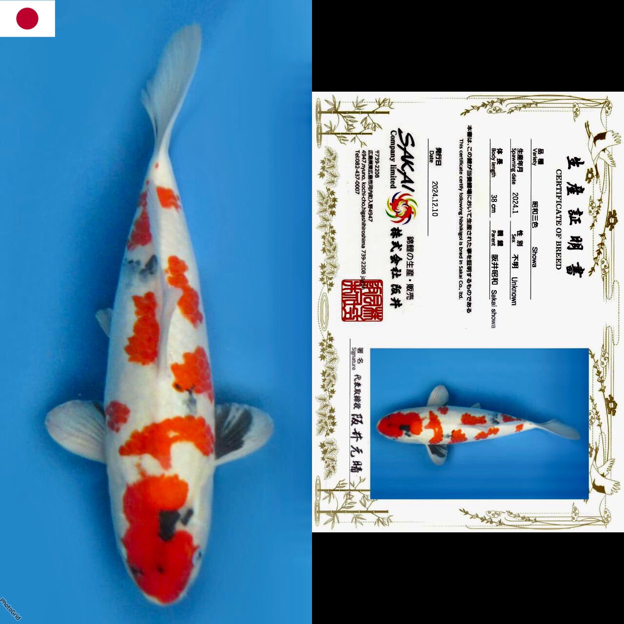 Lelang Koi Online, Jual Beli Ikan Koi, Pusat Jual Beli Koi, Info Lelang Koi Hari Ini, Platform Jual Beli Koi, Jual Beli Ikan Koi Online, Marketplace Ikan Koi, Jual Koi Terbaik, Tempat Beli Koi Berkualitas, Pasar Ikan Koi Online Terpercaya, Penjual Ikan Koi Terpercaya, Beli Koi Hias Online, Ikan Koi untuk Dijual, Koi Kualitas Terbaik, Toko Online Ikan Koi, Koi Hias Untuk Dijual, Jual Beli Ikan Koi Lokal, Koi Indonesia Online, Pusat Jual Beli Koi Terbesar