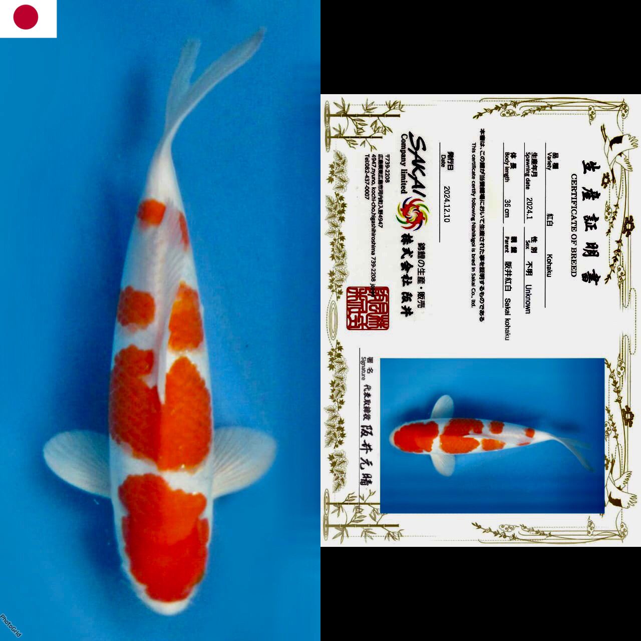 Lelang Koi Online, Jual Beli Ikan Koi, Pusat Jual Beli Koi, Info Lelang Koi Hari Ini, Platform Jual Beli Koi, Jual Beli Ikan Koi Online, Marketplace Ikan Koi, Jual Koi Terbaik, Tempat Beli Koi Berkualitas, Pasar Ikan Koi Online Terpercaya, Penjual Ikan Koi Terpercaya, Beli Koi Hias Online, Ikan Koi untuk Dijual, Koi Kualitas Terbaik, Toko Online Ikan Koi, Koi Hias Untuk Dijual, Jual Beli Ikan Koi Lokal, Koi Indonesia Online, Pusat Jual Beli Koi Terbesar