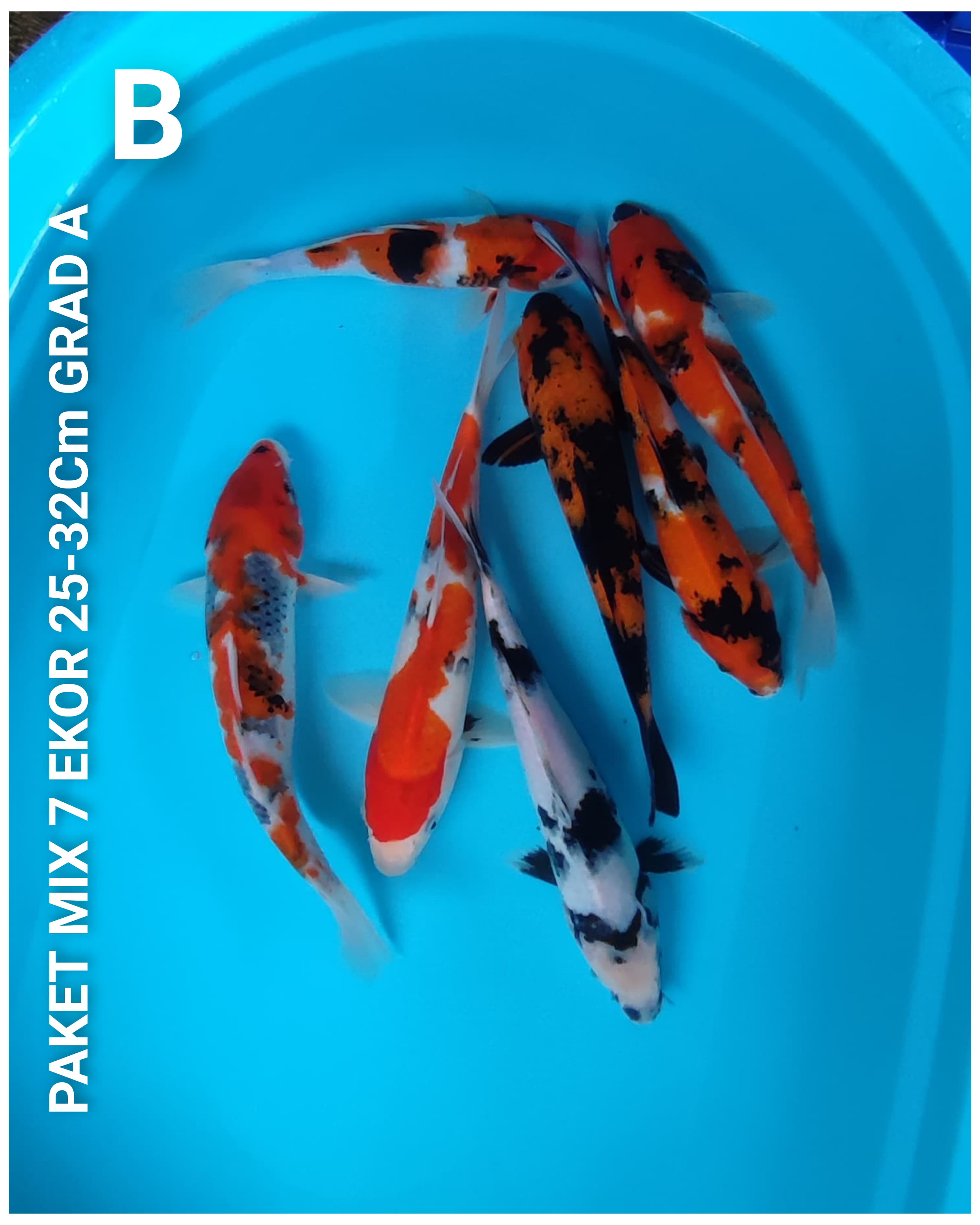 Lelang Koi Online, Jual Beli Ikan Koi, Pusat Jual Beli Koi, Info Lelang Koi Hari Ini, Platform Jual Beli Koi, Jual Beli Ikan Koi Online, Marketplace Ikan Koi, Jual Koi Terbaik, Tempat Beli Koi Berkualitas, Pasar Ikan Koi Online Terpercaya, Penjual Ikan Koi Terpercaya, Beli Koi Hias Online, Ikan Koi untuk Dijual, Koi Kualitas Terbaik, Toko Online Ikan Koi, Koi Hias Untuk Dijual, Jual Beli Ikan Koi Lokal, Koi Indonesia Online, Pusat Jual Beli Koi Terbesar