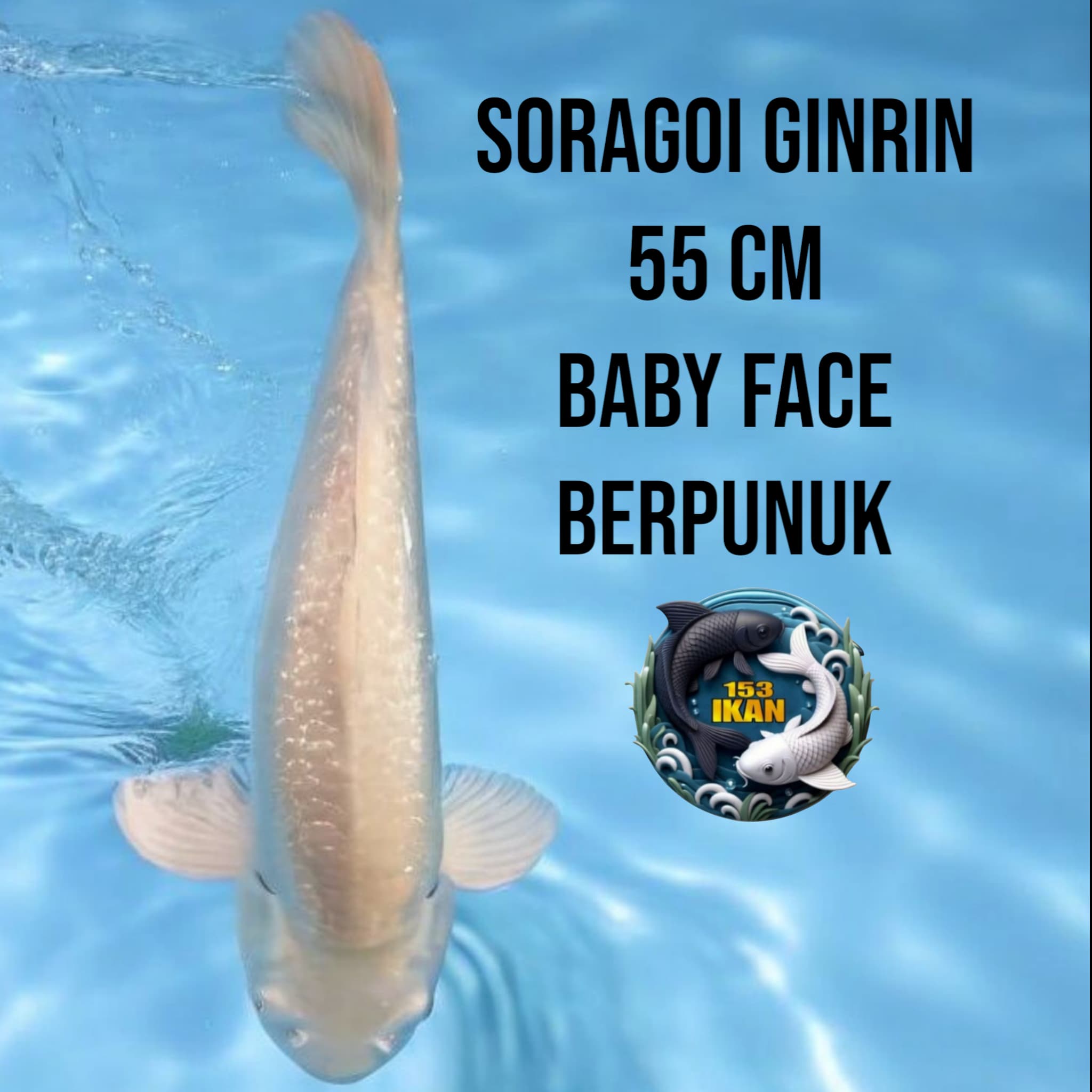 Lelang Koi Online, Jual Beli Ikan Koi, Pusat Jual Beli Koi, Info Lelang Koi Hari Ini, Platform Jual Beli Koi, Jual Beli Ikan Koi Online, Marketplace Ikan Koi, Jual Koi Terbaik, Tempat Beli Koi Berkualitas, Pasar Ikan Koi Online Terpercaya, Penjual Ikan Koi Terpercaya, Beli Koi Hias Online, Ikan Koi untuk Dijual, Koi Kualitas Terbaik, Toko Online Ikan Koi, Koi Hias Untuk Dijual, Jual Beli Ikan Koi Lokal, Koi Indonesia Online, Pusat Jual Beli Koi Terbesar