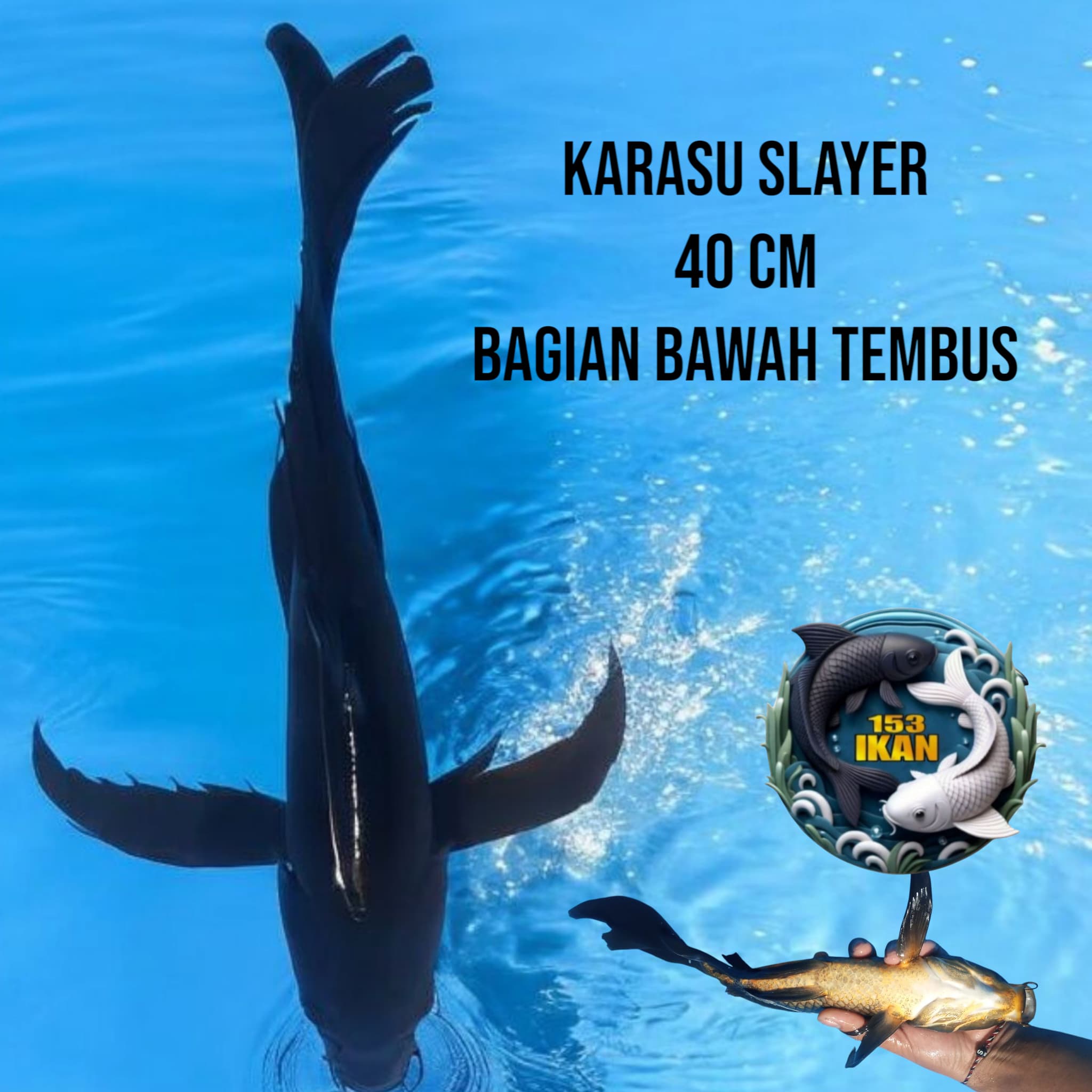 Lelang Koi Online, Jual Beli Ikan Koi, Pusat Jual Beli Koi, Info Lelang Koi Hari Ini, Platform Jual Beli Koi, Jual Beli Ikan Koi Online, Marketplace Ikan Koi, Jual Koi Terbaik, Tempat Beli Koi Berkualitas, Pasar Ikan Koi Online Terpercaya, Penjual Ikan Koi Terpercaya, Beli Koi Hias Online, Ikan Koi untuk Dijual, Koi Kualitas Terbaik, Toko Online Ikan Koi, Koi Hias Untuk Dijual, Jual Beli Ikan Koi Lokal, Koi Indonesia Online, Pusat Jual Beli Koi Terbesar