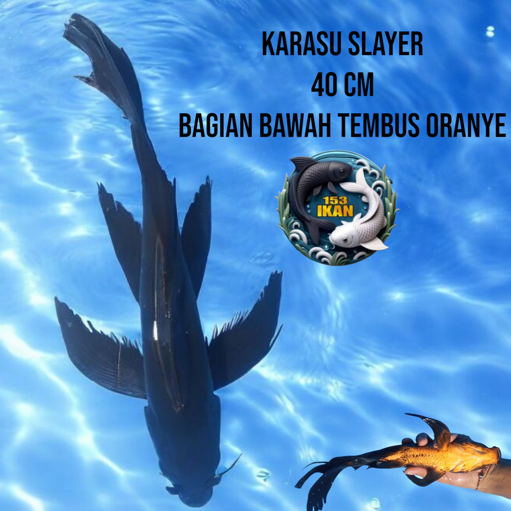 Lelang Koi Online, Jual Beli Ikan Koi, Pusat Jual Beli Koi, Info Lelang Koi Hari Ini, Platform Jual Beli Koi, Jual Beli Ikan Koi Online, Marketplace Ikan Koi, Jual Koi Terbaik, Tempat Beli Koi Berkualitas, Pasar Ikan Koi Online Terpercaya, Penjual Ikan Koi Terpercaya, Beli Koi Hias Online, Ikan Koi untuk Dijual, Koi Kualitas Terbaik, Toko Online Ikan Koi, Koi Hias Untuk Dijual, Jual Beli Ikan Koi Lokal, Koi Indonesia Online, Pusat Jual Beli Koi Terbesar