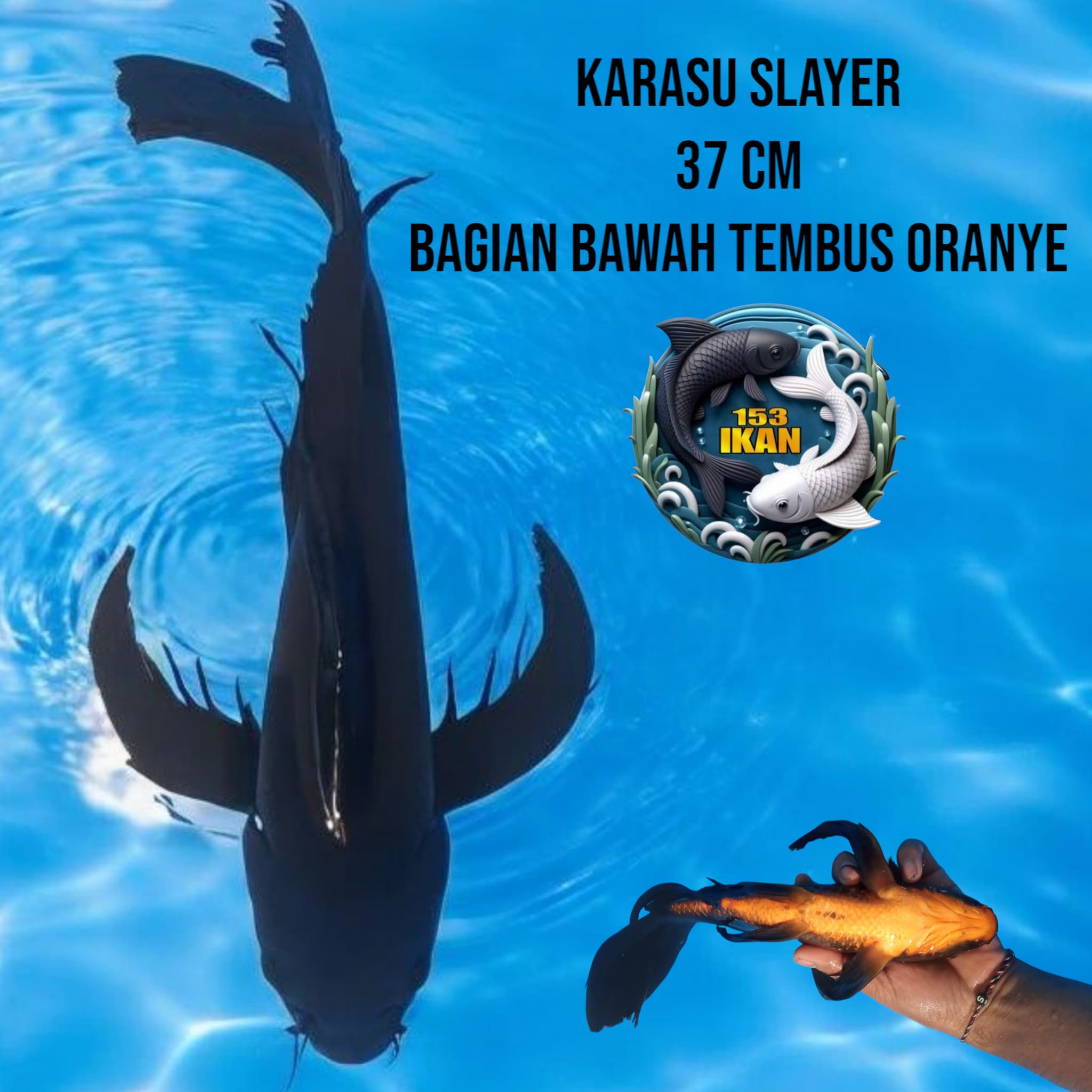 Lelang Koi Online, Jual Beli Ikan Koi, Pusat Jual Beli Koi, Info Lelang Koi Hari Ini, Platform Jual Beli Koi, Jual Beli Ikan Koi Online, Marketplace Ikan Koi, Jual Koi Terbaik, Tempat Beli Koi Berkualitas, Pasar Ikan Koi Online Terpercaya, Penjual Ikan Koi Terpercaya, Beli Koi Hias Online, Ikan Koi untuk Dijual, Koi Kualitas Terbaik, Toko Online Ikan Koi, Koi Hias Untuk Dijual, Jual Beli Ikan Koi Lokal, Koi Indonesia Online, Pusat Jual Beli Koi Terbesar