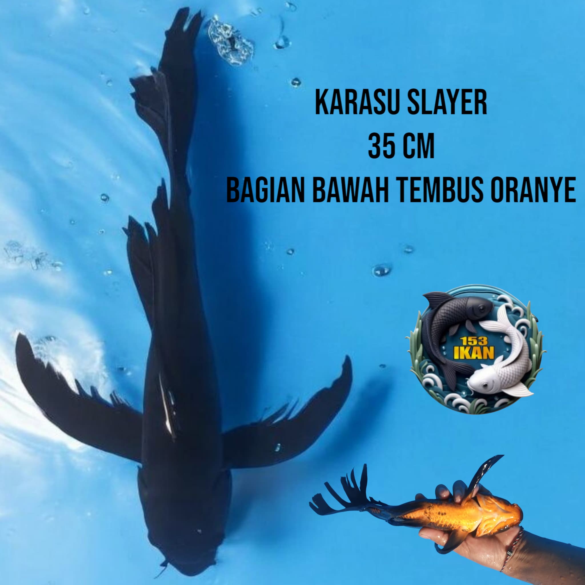 Lelang Koi Online, Jual Beli Ikan Koi, Pusat Jual Beli Koi, Info Lelang Koi Hari Ini, Platform Jual Beli Koi, Jual Beli Ikan Koi Online, Marketplace Ikan Koi, Jual Koi Terbaik, Tempat Beli Koi Berkualitas, Pasar Ikan Koi Online Terpercaya, Penjual Ikan Koi Terpercaya, Beli Koi Hias Online, Ikan Koi untuk Dijual, Koi Kualitas Terbaik, Toko Online Ikan Koi, Koi Hias Untuk Dijual, Jual Beli Ikan Koi Lokal, Koi Indonesia Online, Pusat Jual Beli Koi Terbesar