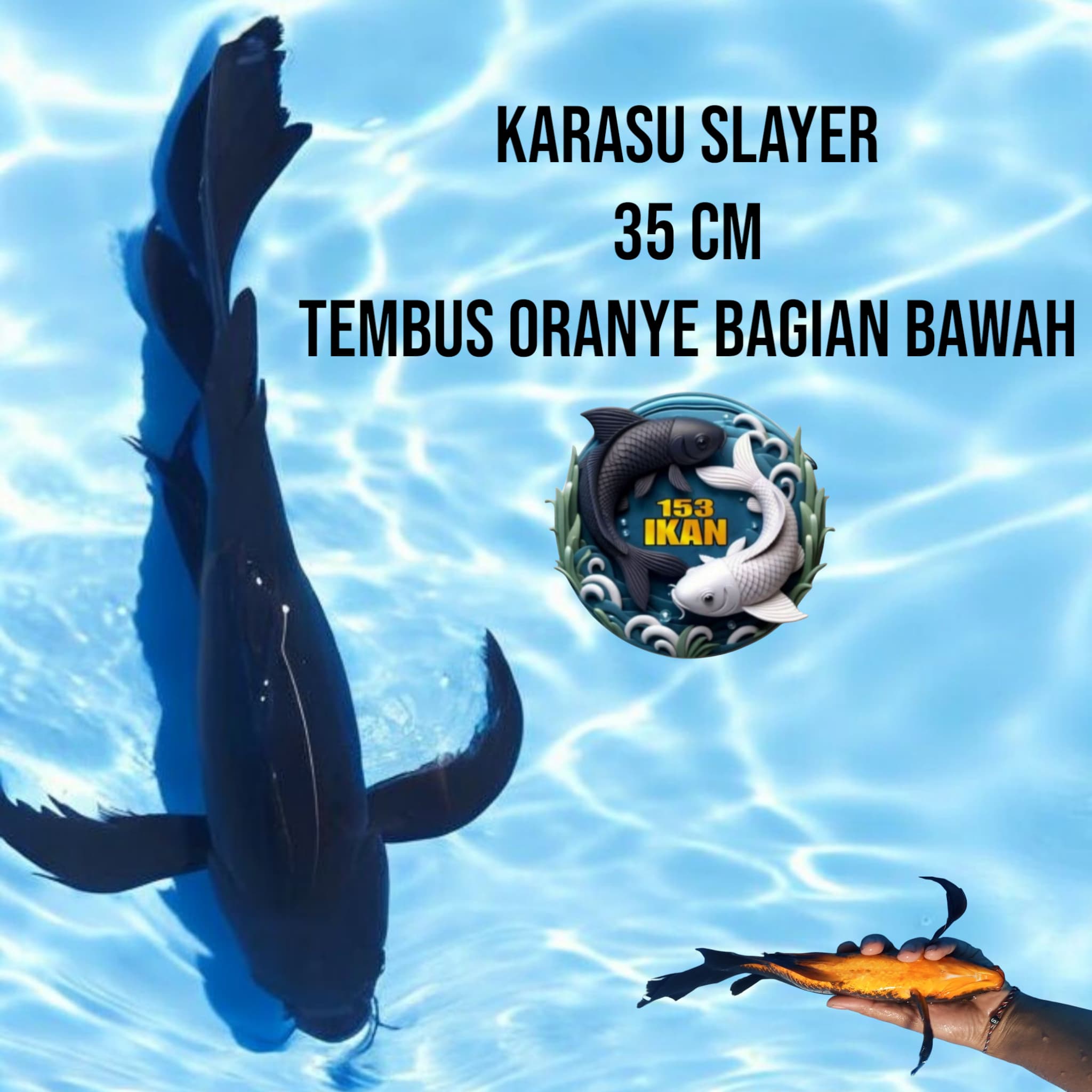 Lelang Koi Online, Jual Beli Ikan Koi, Pusat Jual Beli Koi, Info Lelang Koi Hari Ini, Platform Jual Beli Koi, Jual Beli Ikan Koi Online, Marketplace Ikan Koi, Jual Koi Terbaik, Tempat Beli Koi Berkualitas, Pasar Ikan Koi Online Terpercaya, Penjual Ikan Koi Terpercaya, Beli Koi Hias Online, Ikan Koi untuk Dijual, Koi Kualitas Terbaik, Toko Online Ikan Koi, Koi Hias Untuk Dijual, Jual Beli Ikan Koi Lokal, Koi Indonesia Online, Pusat Jual Beli Koi Terbesar