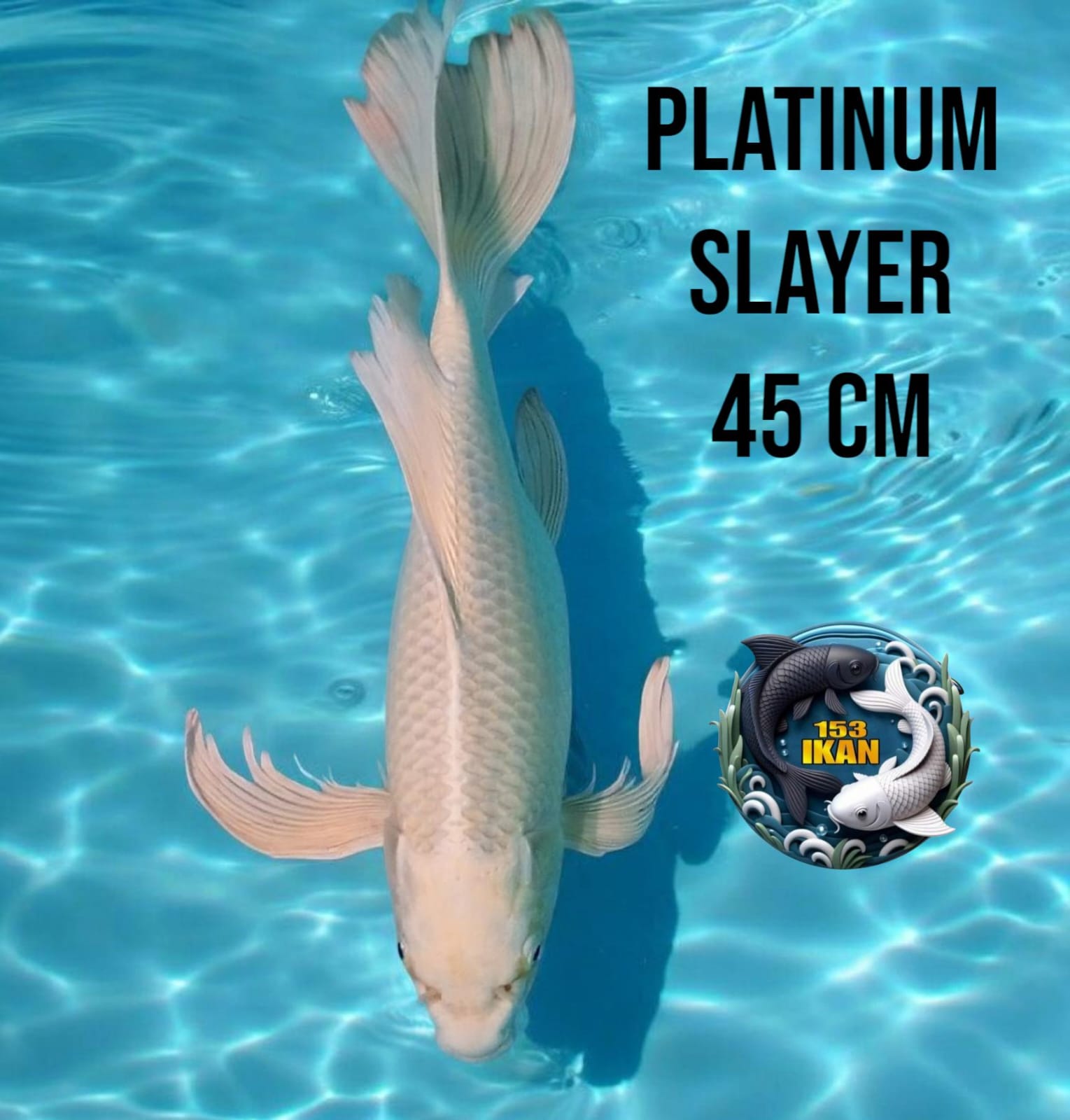 Lelang Koi Online, Jual Beli Ikan Koi, Pusat Jual Beli Koi, Info Lelang Koi Hari Ini, Platform Jual Beli Koi, Jual Beli Ikan Koi Online, Marketplace Ikan Koi, Jual Koi Terbaik, Tempat Beli Koi Berkualitas, Pasar Ikan Koi Online Terpercaya, Penjual Ikan Koi Terpercaya, Beli Koi Hias Online, Ikan Koi untuk Dijual, Koi Kualitas Terbaik, Toko Online Ikan Koi, Koi Hias Untuk Dijual, Jual Beli Ikan Koi Lokal, Koi Indonesia Online, Pusat Jual Beli Koi Terbesar
