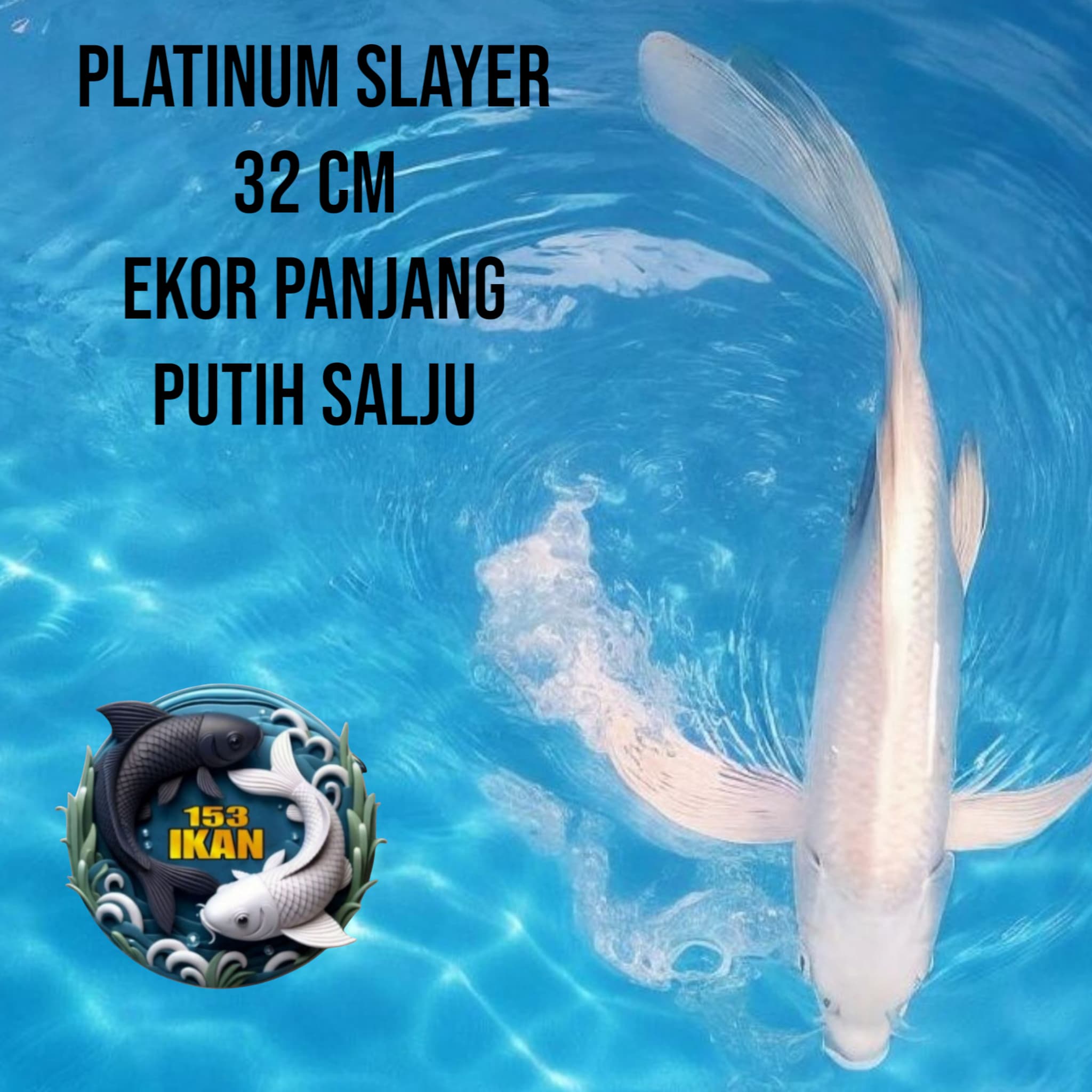 Lelang Koi Online, Jual Beli Ikan Koi, Pusat Jual Beli Koi, Info Lelang Koi Hari Ini, Platform Jual Beli Koi, Jual Beli Ikan Koi Online, Marketplace Ikan Koi, Jual Koi Terbaik, Tempat Beli Koi Berkualitas, Pasar Ikan Koi Online Terpercaya, Penjual Ikan Koi Terpercaya, Beli Koi Hias Online, Ikan Koi untuk Dijual, Koi Kualitas Terbaik, Toko Online Ikan Koi, Koi Hias Untuk Dijual, Jual Beli Ikan Koi Lokal, Koi Indonesia Online, Pusat Jual Beli Koi Terbesar