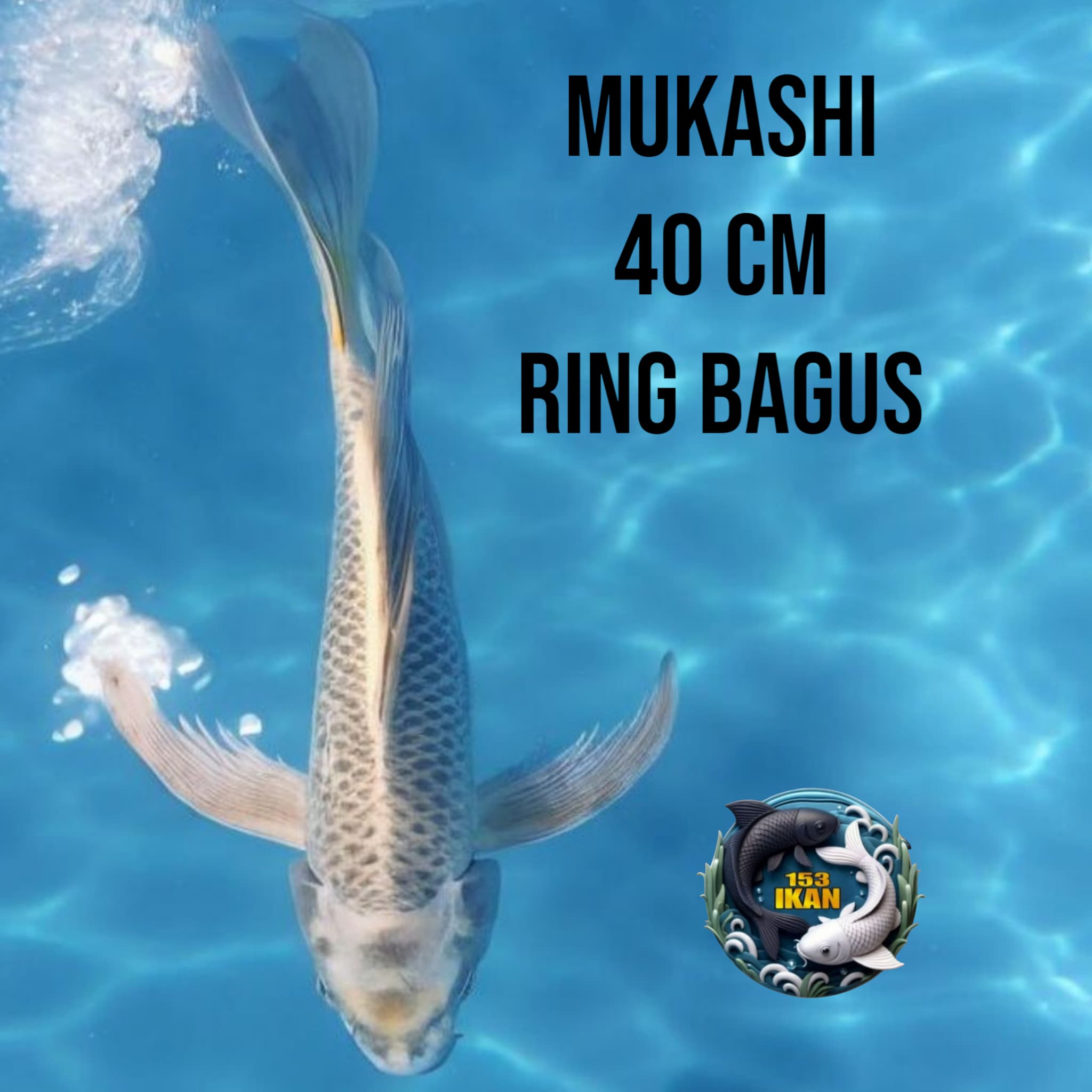 Lelang Koi Online, Jual Beli Ikan Koi, Pusat Jual Beli Koi, Info Lelang Koi Hari Ini, Platform Jual Beli Koi, Jual Beli Ikan Koi Online, Marketplace Ikan Koi, Jual Koi Terbaik, Tempat Beli Koi Berkualitas, Pasar Ikan Koi Online Terpercaya, Penjual Ikan Koi Terpercaya, Beli Koi Hias Online, Ikan Koi untuk Dijual, Koi Kualitas Terbaik, Toko Online Ikan Koi, Koi Hias Untuk Dijual, Jual Beli Ikan Koi Lokal, Koi Indonesia Online, Pusat Jual Beli Koi Terbesar