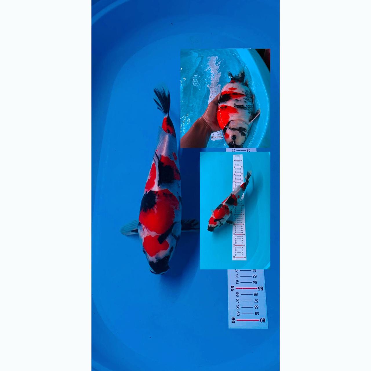 Lelang Koi Online, Jual Beli Ikan Koi, Pusat Jual Beli Koi, Info Lelang Koi Hari Ini, Platform Jual Beli Koi, Jual Beli Ikan Koi Online, Marketplace Ikan Koi, Jual Koi Terbaik, Tempat Beli Koi Berkualitas, Pasar Ikan Koi Online Terpercaya, Penjual Ikan Koi Terpercaya, Beli Koi Hias Online, Ikan Koi untuk Dijual, Koi Kualitas Terbaik, Toko Online Ikan Koi, Koi Hias Untuk Dijual, Jual Beli Ikan Koi Lokal, Koi Indonesia Online, Pusat Jual Beli Koi Terbesar