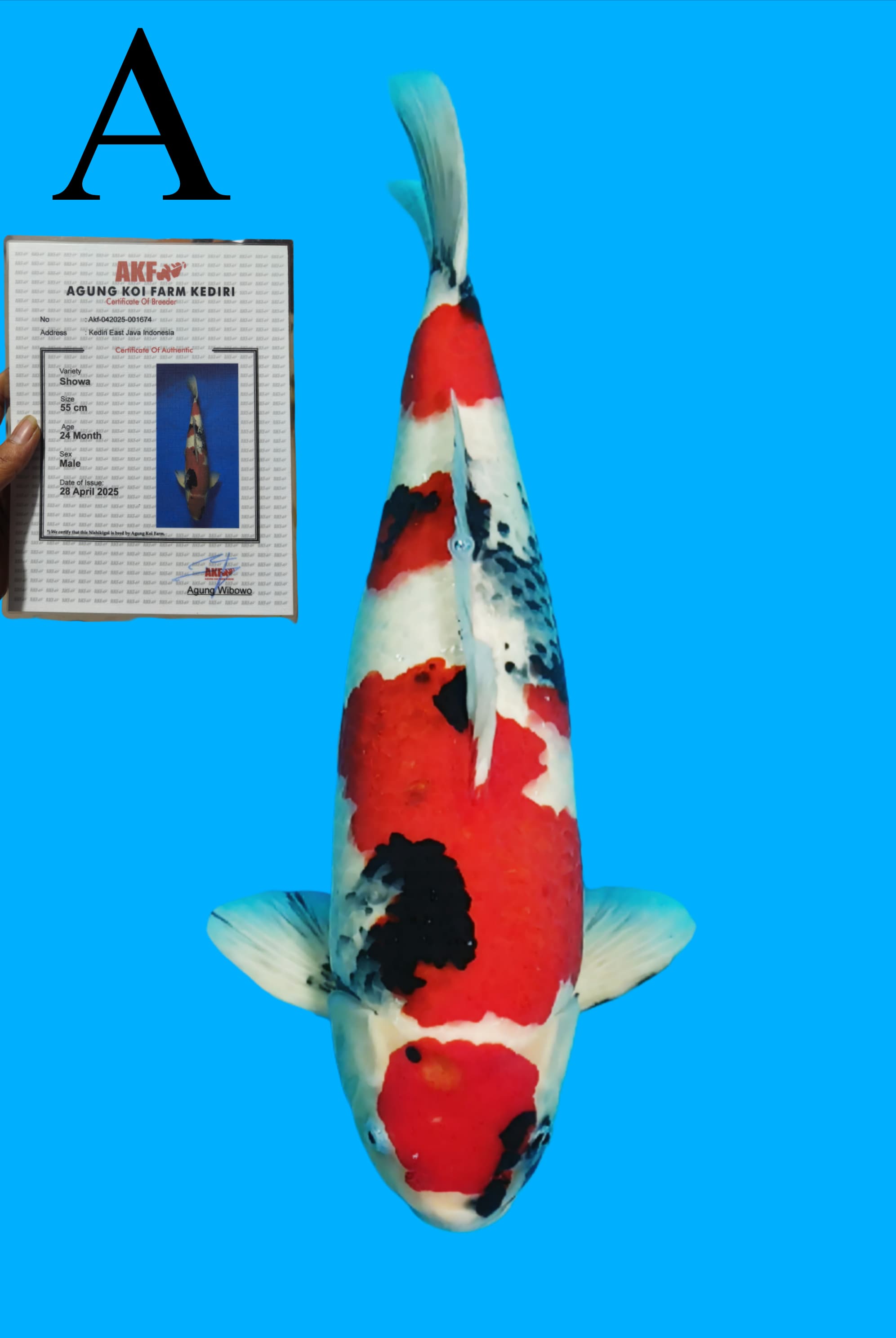 Lelang Koi Online, Jual Beli Ikan Koi, Pusat Jual Beli Koi, Info Lelang Koi Hari Ini, Platform Jual Beli Koi, Jual Beli Ikan Koi Online, Marketplace Ikan Koi, Jual Koi Terbaik, Tempat Beli Koi Berkualitas, Pasar Ikan Koi Online Terpercaya, Penjual Ikan Koi Terpercaya, Beli Koi Hias Online, Ikan Koi untuk Dijual, Koi Kualitas Terbaik, Toko Online Ikan Koi, Koi Hias Untuk Dijual, Jual Beli Ikan Koi Lokal, Koi Indonesia Online, Pusat Jual Beli Koi Terbesar
