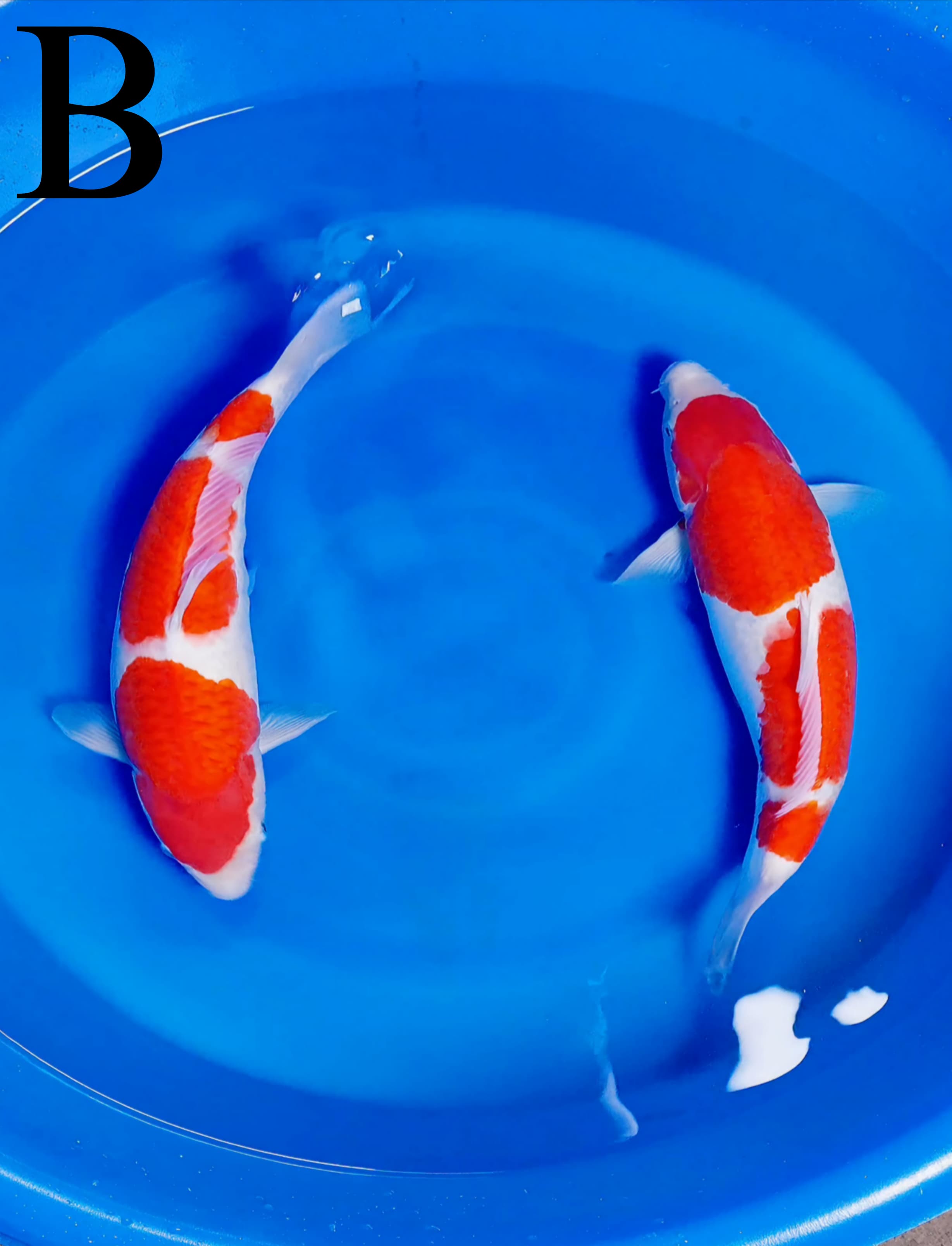 Lelang Koi Online, Jual Beli Ikan Koi, Pusat Jual Beli Koi, Info Lelang Koi Hari Ini, Platform Jual Beli Koi, Jual Beli Ikan Koi Online, Marketplace Ikan Koi, Jual Koi Terbaik, Tempat Beli Koi Berkualitas, Pasar Ikan Koi Online Terpercaya, Penjual Ikan Koi Terpercaya, Beli Koi Hias Online, Ikan Koi untuk Dijual, Koi Kualitas Terbaik, Toko Online Ikan Koi, Koi Hias Untuk Dijual, Jual Beli Ikan Koi Lokal, Koi Indonesia Online, Pusat Jual Beli Koi Terbesar