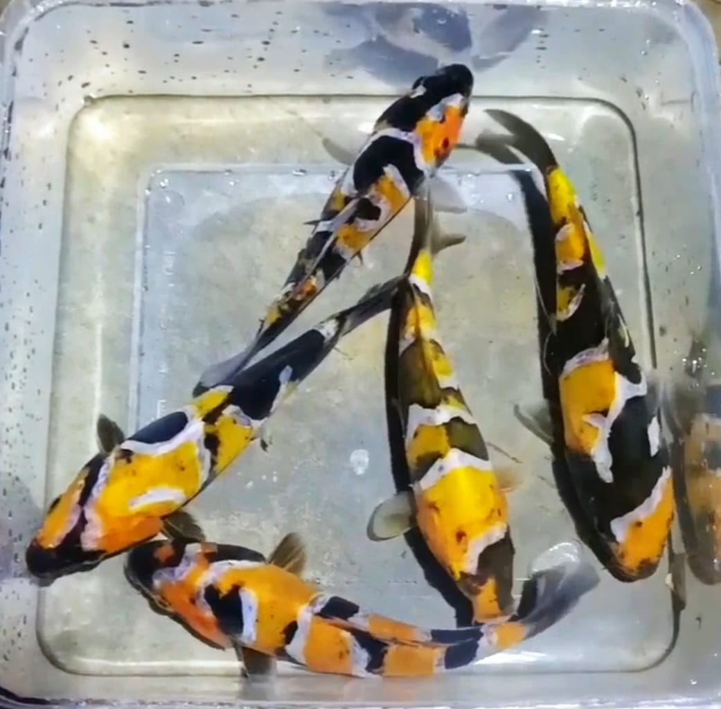 Lelang Koi Online, Jual Beli Ikan Koi, Pusat Jual Beli Koi, Info Lelang Koi Hari Ini, Platform Jual Beli Koi, Jual Beli Ikan Koi Online, Marketplace Ikan Koi, Jual Koi Terbaik, Tempat Beli Koi Berkualitas, Pasar Ikan Koi Online Terpercaya, Penjual Ikan Koi Terpercaya, Beli Koi Hias Online, Ikan Koi untuk Dijual, Koi Kualitas Terbaik, Toko Online Ikan Koi, Koi Hias Untuk Dijual, Jual Beli Ikan Koi Lokal, Koi Indonesia Online, Pusat Jual Beli Koi Terbesar