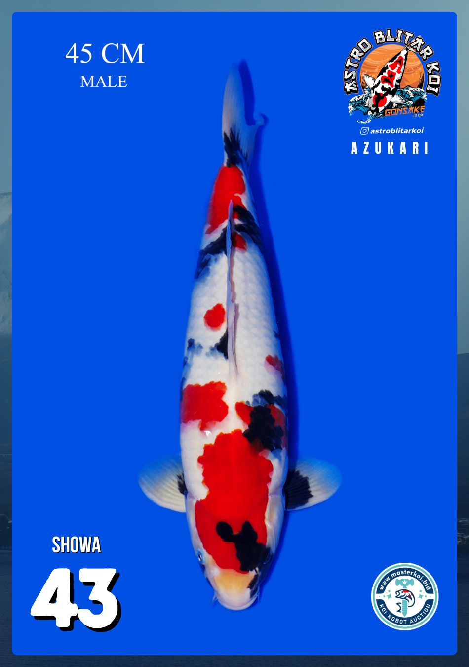 Lelang Koi Online, Jual Beli Ikan Koi, Pusat Jual Beli Koi, Info Lelang Koi Hari Ini, Platform Jual Beli Koi, Jual Beli Ikan Koi Online, Marketplace Ikan Koi, Jual Koi Terbaik, Tempat Beli Koi Berkualitas, Pasar Ikan Koi Online Terpercaya, Penjual Ikan Koi Terpercaya, Beli Koi Hias Online, Ikan Koi untuk Dijual, Koi Kualitas Terbaik, Toko Online Ikan Koi, Koi Hias Untuk Dijual, Jual Beli Ikan Koi Lokal, Koi Indonesia Online, Pusat Jual Beli Koi Terbesar