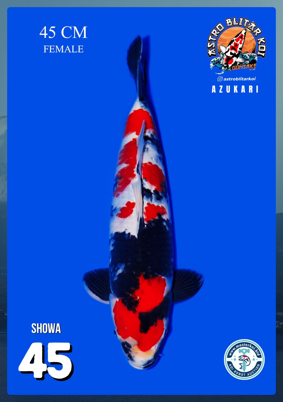 Lelang Koi Online, Jual Beli Ikan Koi, Pusat Jual Beli Koi, Info Lelang Koi Hari Ini, Platform Jual Beli Koi, Jual Beli Ikan Koi Online, Marketplace Ikan Koi, Jual Koi Terbaik, Tempat Beli Koi Berkualitas, Pasar Ikan Koi Online Terpercaya, Penjual Ikan Koi Terpercaya, Beli Koi Hias Online, Ikan Koi untuk Dijual, Koi Kualitas Terbaik, Toko Online Ikan Koi, Koi Hias Untuk Dijual, Jual Beli Ikan Koi Lokal, Koi Indonesia Online, Pusat Jual Beli Koi Terbesar