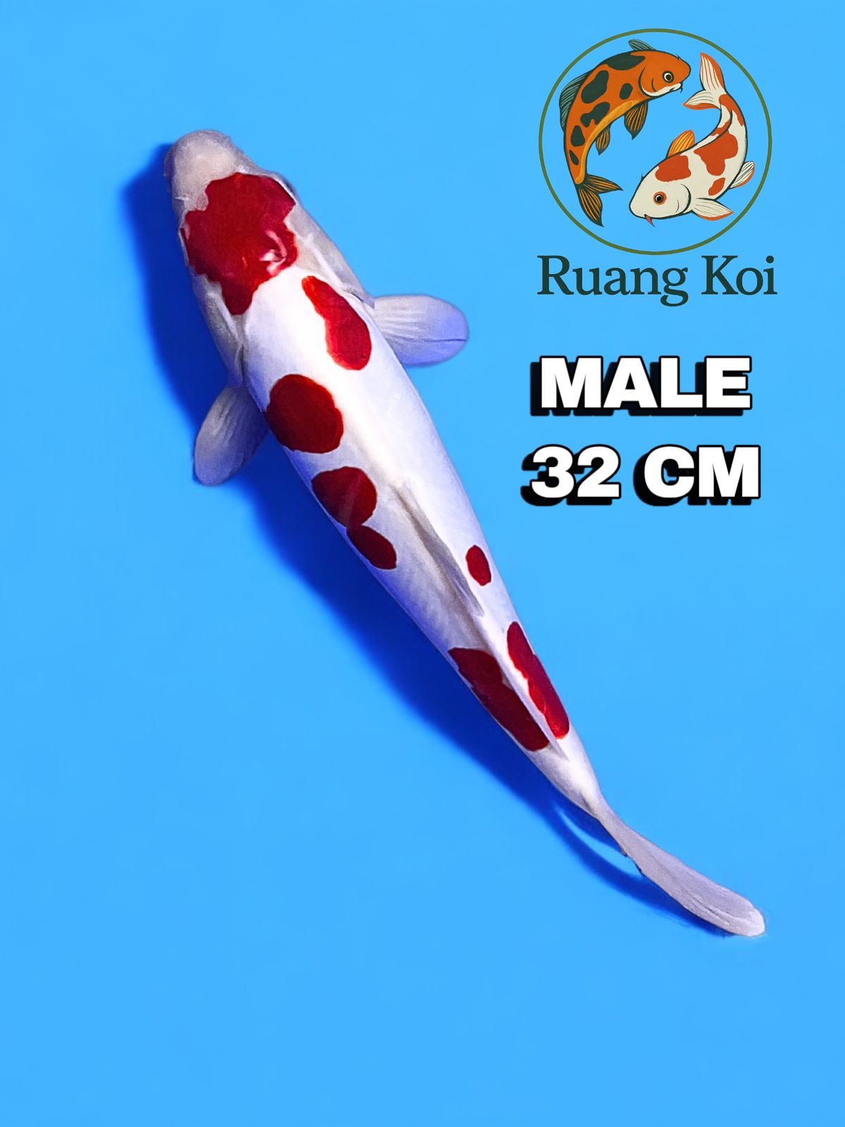 Lelang Koi Online, Jual Beli Ikan Koi, Pusat Jual Beli Koi, Info Lelang Koi Hari Ini, Platform Jual Beli Koi, Jual Beli Ikan Koi Online, Marketplace Ikan Koi, Jual Koi Terbaik, Tempat Beli Koi Berkualitas, Pasar Ikan Koi Online Terpercaya, Penjual Ikan Koi Terpercaya, Beli Koi Hias Online, Ikan Koi untuk Dijual, Koi Kualitas Terbaik, Toko Online Ikan Koi, Koi Hias Untuk Dijual, Jual Beli Ikan Koi Lokal, Koi Indonesia Online, Pusat Jual Beli Koi Terbesar