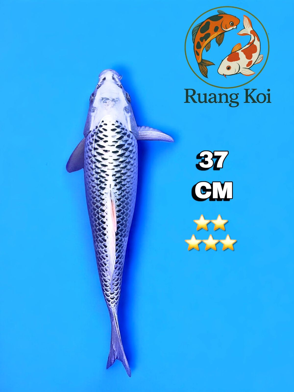 Lelang Koi Online, Jual Beli Ikan Koi, Pusat Jual Beli Koi, Info Lelang Koi Hari Ini, Platform Jual Beli Koi, Jual Beli Ikan Koi Online, Marketplace Ikan Koi, Jual Koi Terbaik, Tempat Beli Koi Berkualitas, Pasar Ikan Koi Online Terpercaya, Penjual Ikan Koi Terpercaya, Beli Koi Hias Online, Ikan Koi untuk Dijual, Koi Kualitas Terbaik, Toko Online Ikan Koi, Koi Hias Untuk Dijual, Jual Beli Ikan Koi Lokal, Koi Indonesia Online, Pusat Jual Beli Koi Terbesar