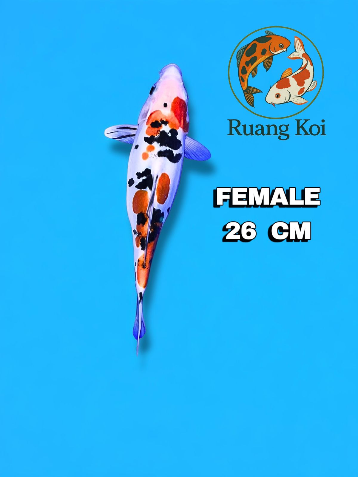Lelang Koi Online, Jual Beli Ikan Koi, Pusat Jual Beli Koi, Info Lelang Koi Hari Ini, Platform Jual Beli Koi, Jual Beli Ikan Koi Online, Marketplace Ikan Koi, Jual Koi Terbaik, Tempat Beli Koi Berkualitas, Pasar Ikan Koi Online Terpercaya, Penjual Ikan Koi Terpercaya, Beli Koi Hias Online, Ikan Koi untuk Dijual, Koi Kualitas Terbaik, Toko Online Ikan Koi, Koi Hias Untuk Dijual, Jual Beli Ikan Koi Lokal, Koi Indonesia Online, Pusat Jual Beli Koi Terbesar