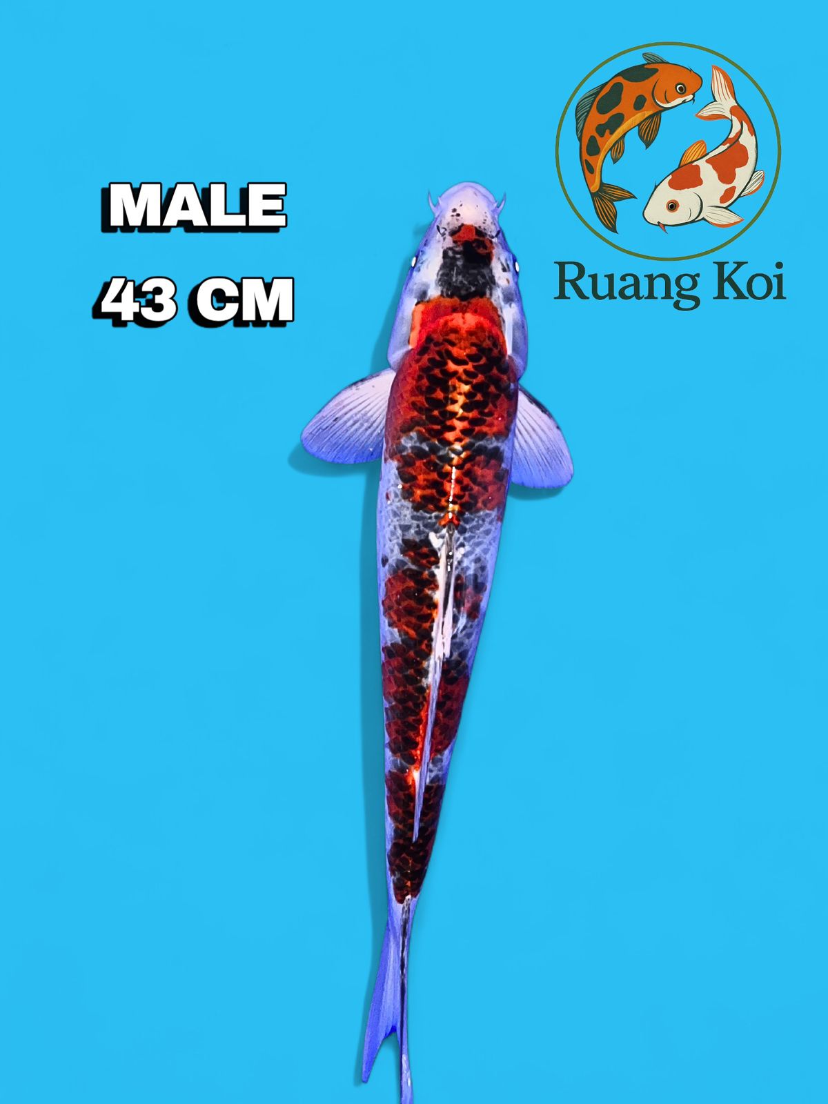 Lelang Koi Online, Jual Beli Ikan Koi, Pusat Jual Beli Koi, Info Lelang Koi Hari Ini, Platform Jual Beli Koi, Jual Beli Ikan Koi Online, Marketplace Ikan Koi, Jual Koi Terbaik, Tempat Beli Koi Berkualitas, Pasar Ikan Koi Online Terpercaya, Penjual Ikan Koi Terpercaya, Beli Koi Hias Online, Ikan Koi untuk Dijual, Koi Kualitas Terbaik, Toko Online Ikan Koi, Koi Hias Untuk Dijual, Jual Beli Ikan Koi Lokal, Koi Indonesia Online, Pusat Jual Beli Koi Terbesar