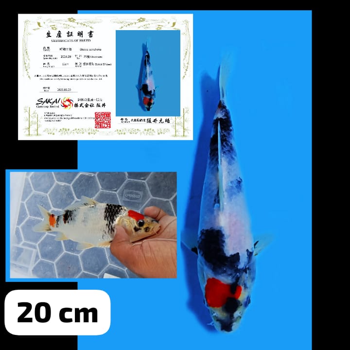 Lelang Koi Online, Jual Beli Ikan Koi, Pusat Jual Beli Koi, Info Lelang Koi Hari Ini, Platform Jual Beli Koi, Jual Beli Ikan Koi Online, Marketplace Ikan Koi, Jual Koi Terbaik, Tempat Beli Koi Berkualitas, Pasar Ikan Koi Online Terpercaya, Penjual Ikan Koi Terpercaya, Beli Koi Hias Online, Ikan Koi untuk Dijual, Koi Kualitas Terbaik, Toko Online Ikan Koi, Koi Hias Untuk Dijual, Jual Beli Ikan Koi Lokal, Koi Indonesia Online, Pusat Jual Beli Koi Terbesar