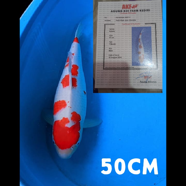 Lelang Koi Online, Jual Beli Ikan Koi, Pusat Jual Beli Koi, Info Lelang Koi Hari Ini, Platform Jual Beli Koi, Jual Beli Ikan Koi Online, Marketplace Ikan Koi, Jual Koi Terbaik, Tempat Beli Koi Berkualitas, Pasar Ikan Koi Online Terpercaya, Penjual Ikan Koi Terpercaya, Beli Koi Hias Online, Ikan Koi untuk Dijual, Koi Kualitas Terbaik, Toko Online Ikan Koi, Koi Hias Untuk Dijual, Jual Beli Ikan Koi Lokal, Koi Indonesia Online, Pusat Jual Beli Koi Terbesar