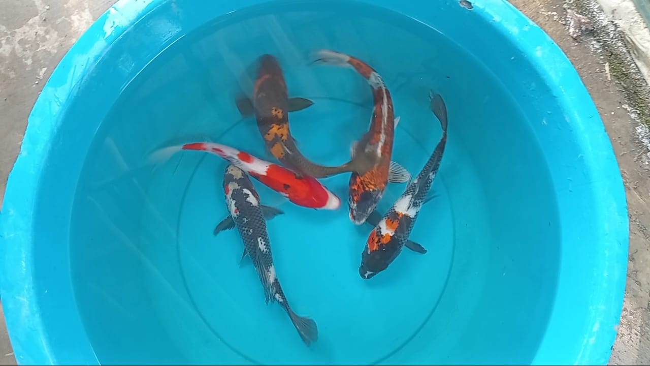 Lelang Koi Online, Jual Beli Ikan Koi, Pusat Jual Beli Koi, Info Lelang Koi Hari Ini, Platform Jual Beli Koi, Jual Beli Ikan Koi Online, Marketplace Ikan Koi, Jual Koi Terbaik, Tempat Beli Koi Berkualitas, Pasar Ikan Koi Online Terpercaya, Penjual Ikan Koi Terpercaya, Beli Koi Hias Online, Ikan Koi untuk Dijual, Koi Kualitas Terbaik, Toko Online Ikan Koi, Koi Hias Untuk Dijual, Jual Beli Ikan Koi Lokal, Koi Indonesia Online, Pusat Jual Beli Koi Terbesar