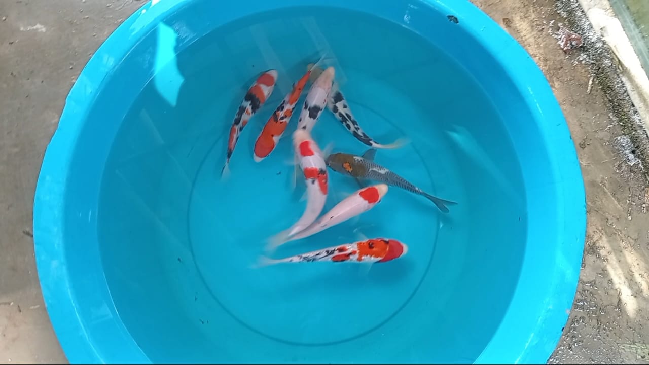 Lelang Koi Online, Jual Beli Ikan Koi, Pusat Jual Beli Koi, Info Lelang Koi Hari Ini, Platform Jual Beli Koi, Jual Beli Ikan Koi Online, Marketplace Ikan Koi, Jual Koi Terbaik, Tempat Beli Koi Berkualitas, Pasar Ikan Koi Online Terpercaya, Penjual Ikan Koi Terpercaya, Beli Koi Hias Online, Ikan Koi untuk Dijual, Koi Kualitas Terbaik, Toko Online Ikan Koi, Koi Hias Untuk Dijual, Jual Beli Ikan Koi Lokal, Koi Indonesia Online, Pusat Jual Beli Koi Terbesar