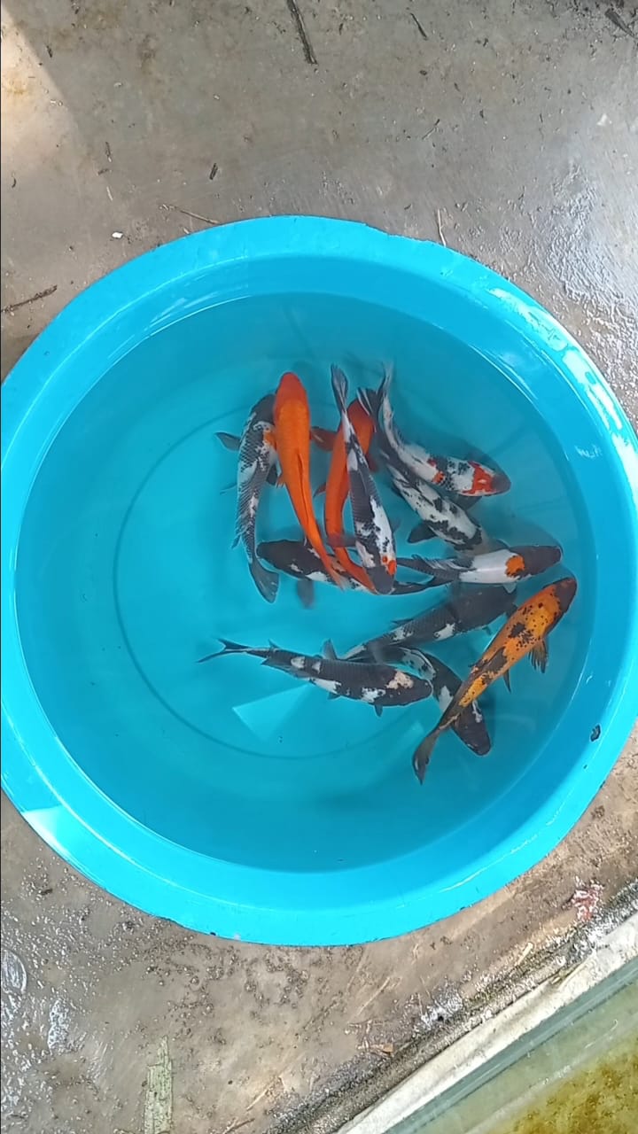 Lelang Koi Online, Jual Beli Ikan Koi, Pusat Jual Beli Koi, Info Lelang Koi Hari Ini, Platform Jual Beli Koi, Jual Beli Ikan Koi Online, Marketplace Ikan Koi, Jual Koi Terbaik, Tempat Beli Koi Berkualitas, Pasar Ikan Koi Online Terpercaya, Penjual Ikan Koi Terpercaya, Beli Koi Hias Online, Ikan Koi untuk Dijual, Koi Kualitas Terbaik, Toko Online Ikan Koi, Koi Hias Untuk Dijual, Jual Beli Ikan Koi Lokal, Koi Indonesia Online, Pusat Jual Beli Koi Terbesar