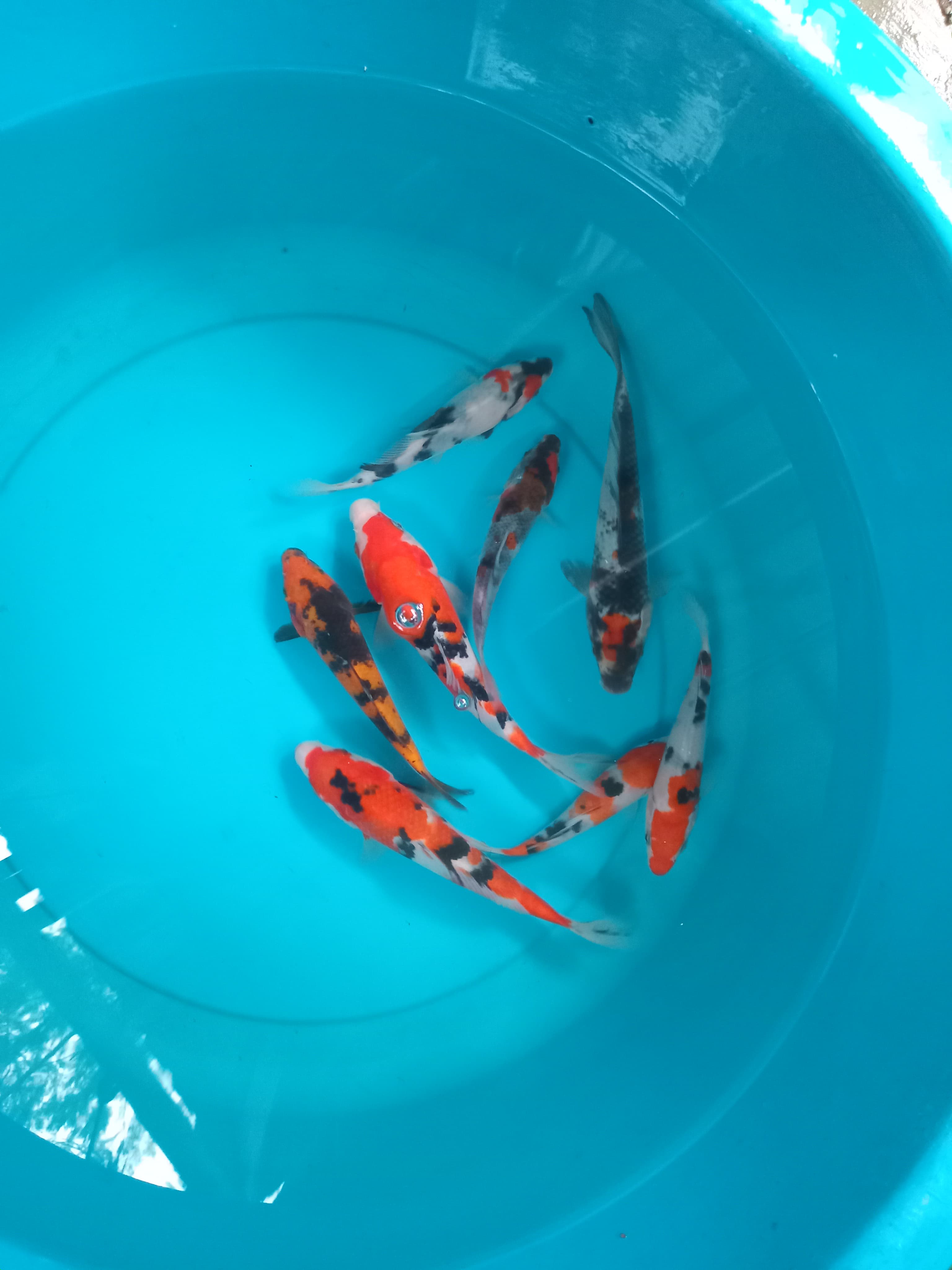 Lelang Koi Online, Jual Beli Ikan Koi, Pusat Jual Beli Koi, Info Lelang Koi Hari Ini, Platform Jual Beli Koi, Jual Beli Ikan Koi Online, Marketplace Ikan Koi, Jual Koi Terbaik, Tempat Beli Koi Berkualitas, Pasar Ikan Koi Online Terpercaya, Penjual Ikan Koi Terpercaya, Beli Koi Hias Online, Ikan Koi untuk Dijual, Koi Kualitas Terbaik, Toko Online Ikan Koi, Koi Hias Untuk Dijual, Jual Beli Ikan Koi Lokal, Koi Indonesia Online, Pusat Jual Beli Koi Terbesar