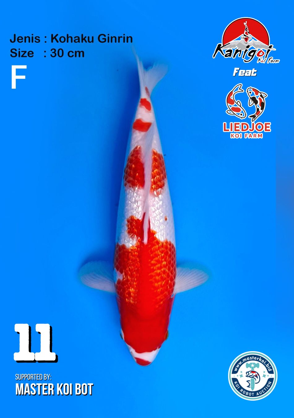 Lelang Koi Online, Jual Beli Ikan Koi, Pusat Jual Beli Koi, Info Lelang Koi Hari Ini, Platform Jual Beli Koi, Jual Beli Ikan Koi Online, Marketplace Ikan Koi, Jual Koi Terbaik, Tempat Beli Koi Berkualitas, Pasar Ikan Koi Online Terpercaya, Penjual Ikan Koi Terpercaya, Beli Koi Hias Online, Ikan Koi untuk Dijual, Koi Kualitas Terbaik, Toko Online Ikan Koi, Koi Hias Untuk Dijual, Jual Beli Ikan Koi Lokal, Koi Indonesia Online, Pusat Jual Beli Koi Terbesar