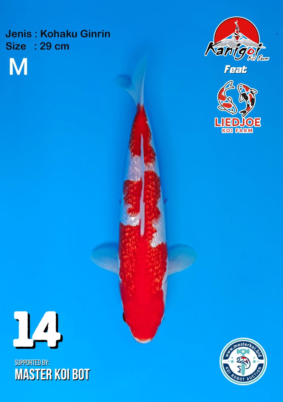 Lelang Koi Online, Jual Beli Ikan Koi, Pusat Jual Beli Koi, Info Lelang Koi Hari Ini, Platform Jual Beli Koi, Jual Beli Ikan Koi Online, Marketplace Ikan Koi, Jual Koi Terbaik, Tempat Beli Koi Berkualitas, Pasar Ikan Koi Online Terpercaya, Penjual Ikan Koi Terpercaya, Beli Koi Hias Online, Ikan Koi untuk Dijual, Koi Kualitas Terbaik, Toko Online Ikan Koi, Koi Hias Untuk Dijual, Jual Beli Ikan Koi Lokal, Koi Indonesia Online, Pusat Jual Beli Koi Terbesar