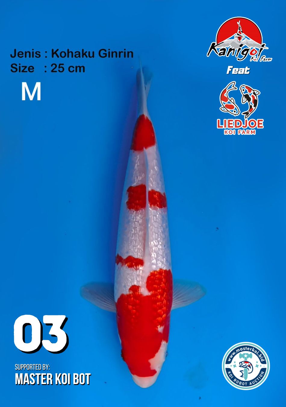 Lelang Koi Online, Jual Beli Ikan Koi, Pusat Jual Beli Koi, Info Lelang Koi Hari Ini, Platform Jual Beli Koi, Jual Beli Ikan Koi Online, Marketplace Ikan Koi, Jual Koi Terbaik, Tempat Beli Koi Berkualitas, Pasar Ikan Koi Online Terpercaya, Penjual Ikan Koi Terpercaya, Beli Koi Hias Online, Ikan Koi untuk Dijual, Koi Kualitas Terbaik, Toko Online Ikan Koi, Koi Hias Untuk Dijual, Jual Beli Ikan Koi Lokal, Koi Indonesia Online, Pusat Jual Beli Koi Terbesar