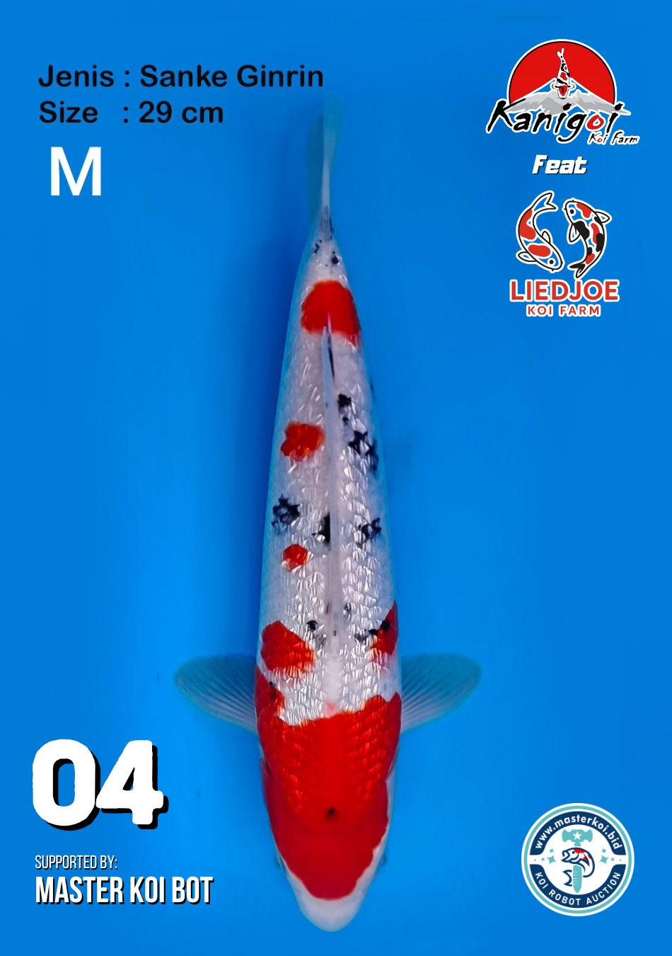 Lelang Koi Online, Jual Beli Ikan Koi, Pusat Jual Beli Koi, Info Lelang Koi Hari Ini, Platform Jual Beli Koi, Jual Beli Ikan Koi Online, Marketplace Ikan Koi, Jual Koi Terbaik, Tempat Beli Koi Berkualitas, Pasar Ikan Koi Online Terpercaya, Penjual Ikan Koi Terpercaya, Beli Koi Hias Online, Ikan Koi untuk Dijual, Koi Kualitas Terbaik, Toko Online Ikan Koi, Koi Hias Untuk Dijual, Jual Beli Ikan Koi Lokal, Koi Indonesia Online, Pusat Jual Beli Koi Terbesar