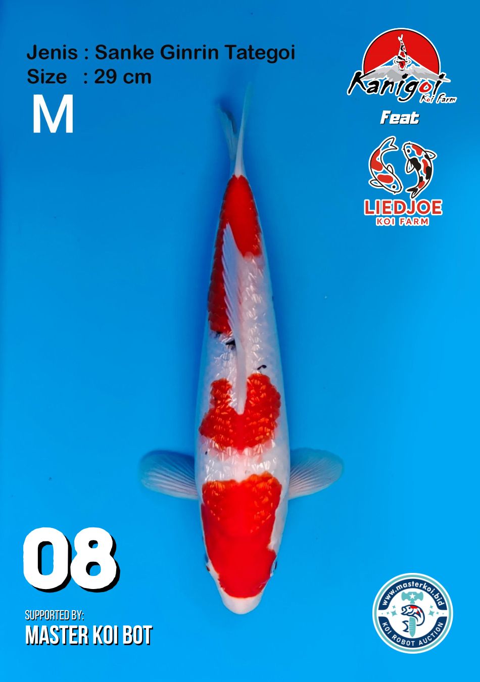 Lelang Koi Online, Jual Beli Ikan Koi, Pusat Jual Beli Koi, Info Lelang Koi Hari Ini, Platform Jual Beli Koi, Jual Beli Ikan Koi Online, Marketplace Ikan Koi, Jual Koi Terbaik, Tempat Beli Koi Berkualitas, Pasar Ikan Koi Online Terpercaya, Penjual Ikan Koi Terpercaya, Beli Koi Hias Online, Ikan Koi untuk Dijual, Koi Kualitas Terbaik, Toko Online Ikan Koi, Koi Hias Untuk Dijual, Jual Beli Ikan Koi Lokal, Koi Indonesia Online, Pusat Jual Beli Koi Terbesar